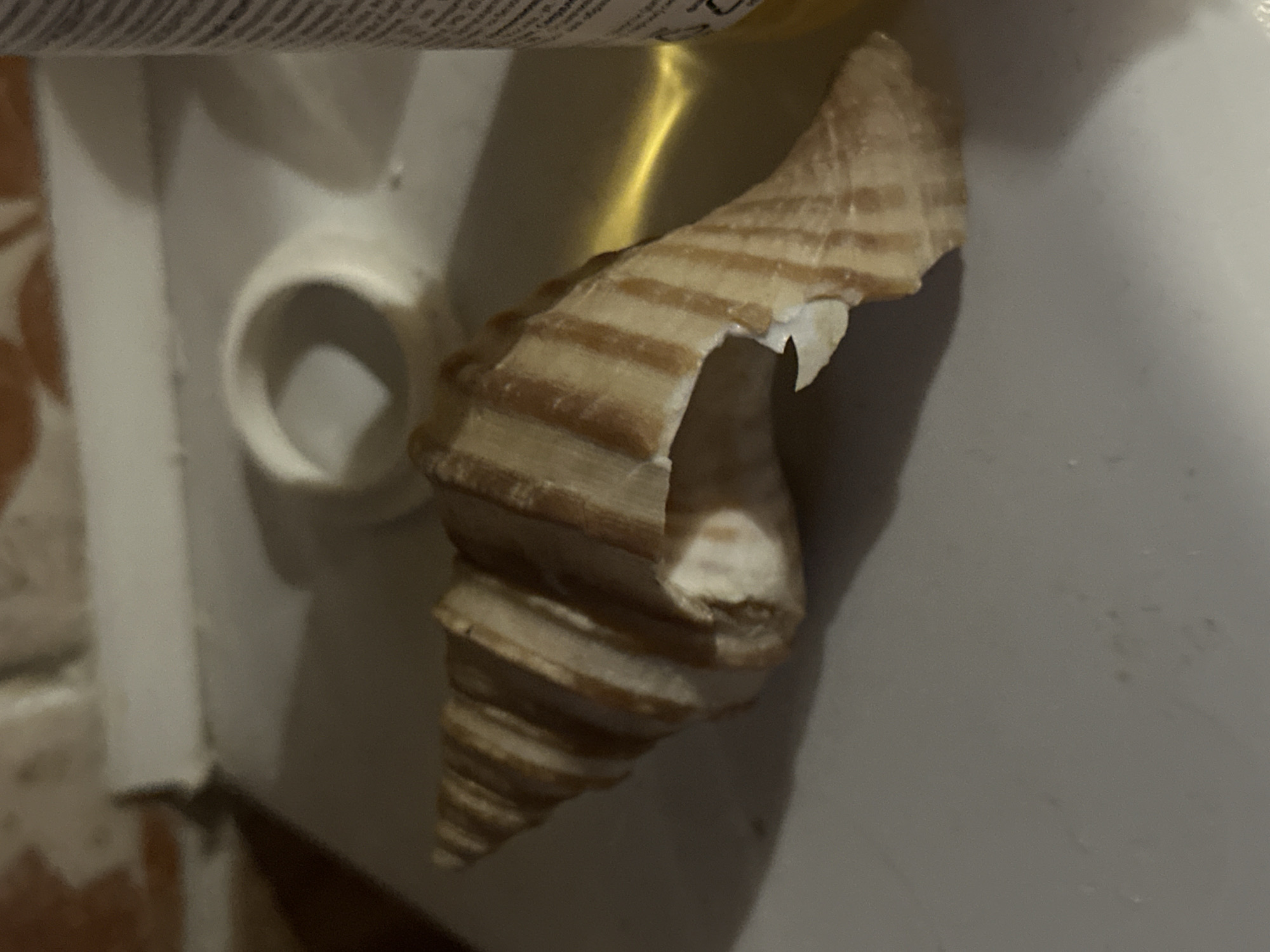 A broken seashell with spiral markings lies on a white surface. The seashell is light brown with darker brown stripes. Part of its opening is chipped. In the background, out of focus, is a white cylindrical object and a blurry yellow liquid. The lighting is dim, casting shadows.