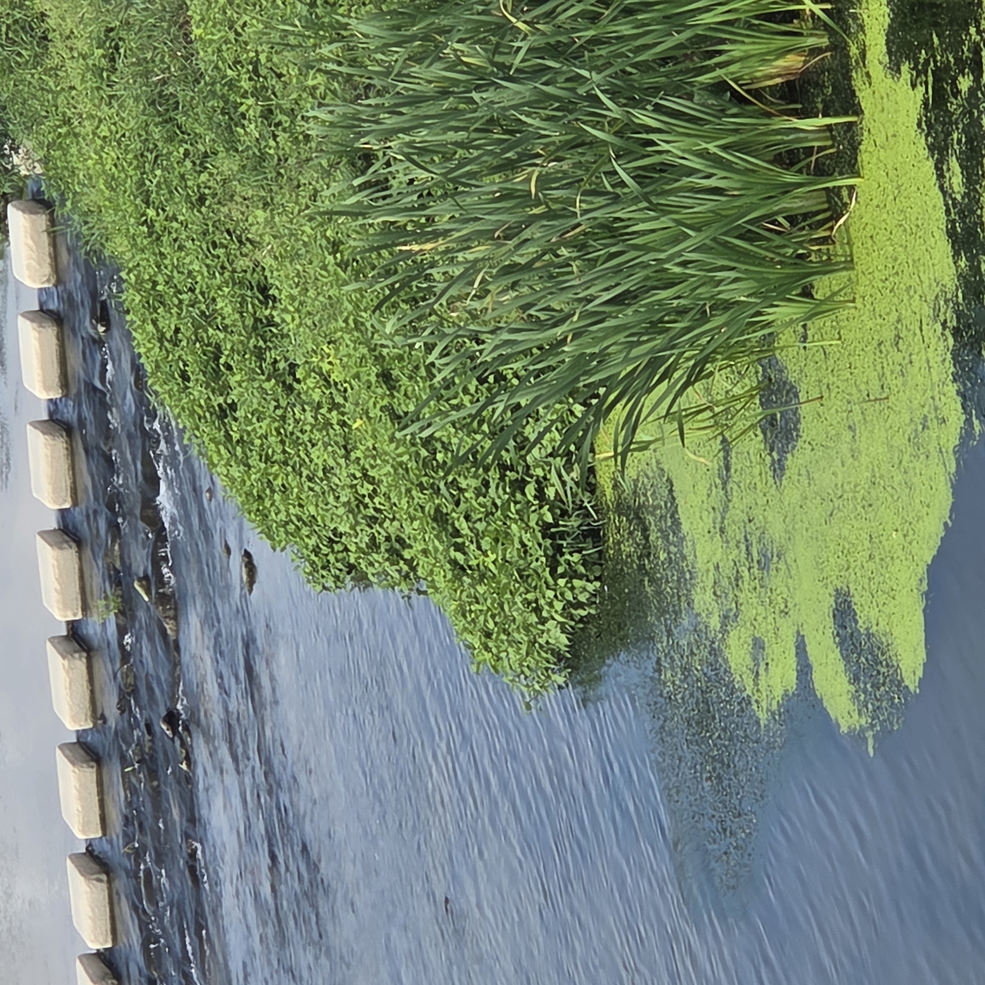 The image shows a section of a riverbank in Dunnae-myeon, South Korea. The river flows from left to right across the frame. In the upper part of the image, there is a shallow part of the river with several square, light-colored stepping stones placed in a line across the water. The water is flowing over rocks and creating ripples. To the right of the river, there is lush green vegetation. This vegetation includes a dense area of low-lying plants closest to the water, and taller, grass-like plants further back. A patch of bright green, algae-like growth covers the surface of the water near the bank. The scene appears to be outdoors in a natural setting, likely a park or a natural area within Dunnae-myeon. There are no people visible in the image.