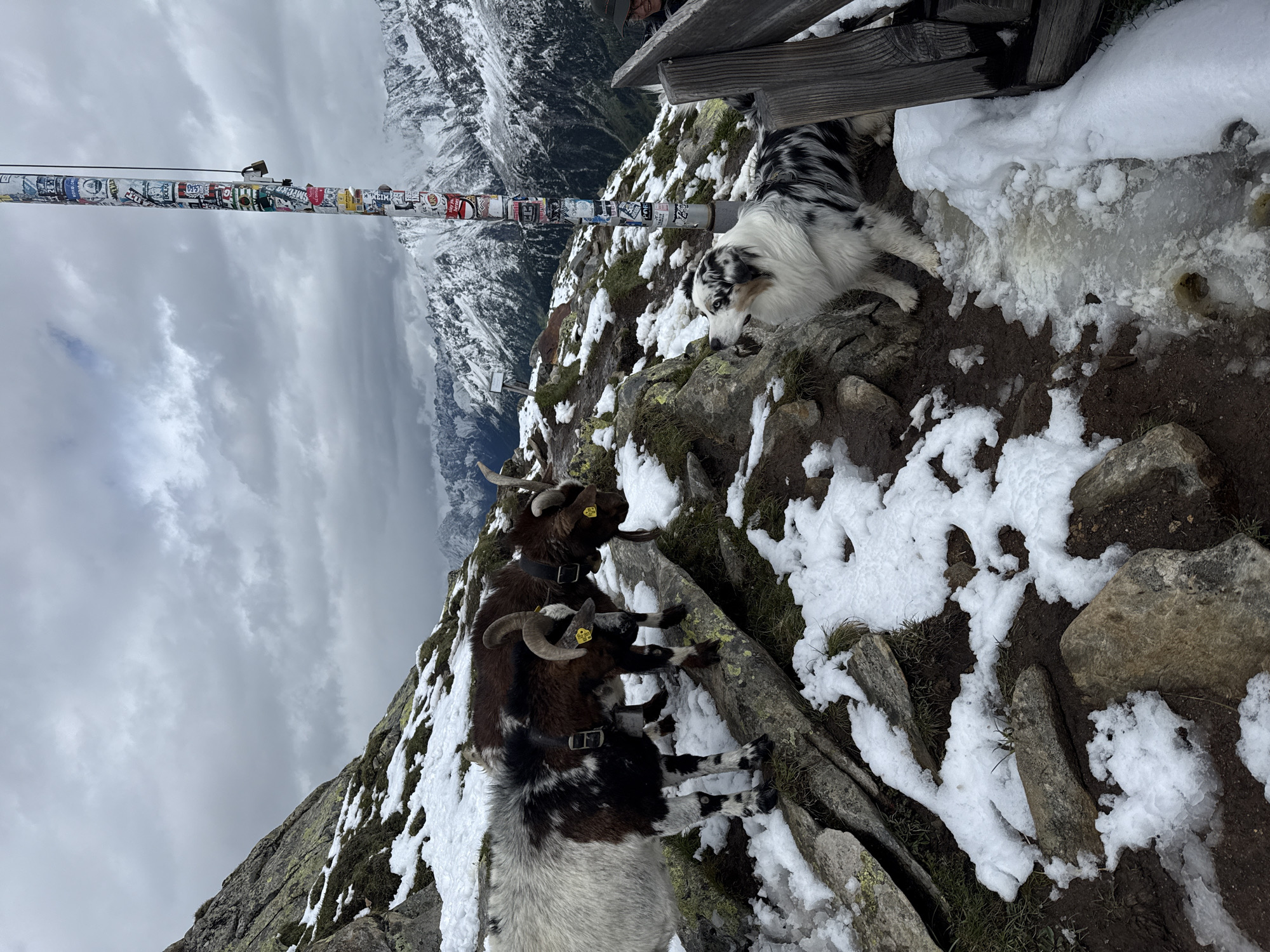 Two goats stand on rocky, snow-dusted terrain next to a pole adorned with numerous stickers. A dog with a mottled black, white, and gray coat stands in the foreground. In the background, snow-capped mountains under a cloudy sky are visible. The scene appears to be in a mountainous region, likely near Finkenberg, Austria, given the context of the prompt, though the image itself does not contain explicit location markers. A wooden bench is partially visible on the right side of the frame.
