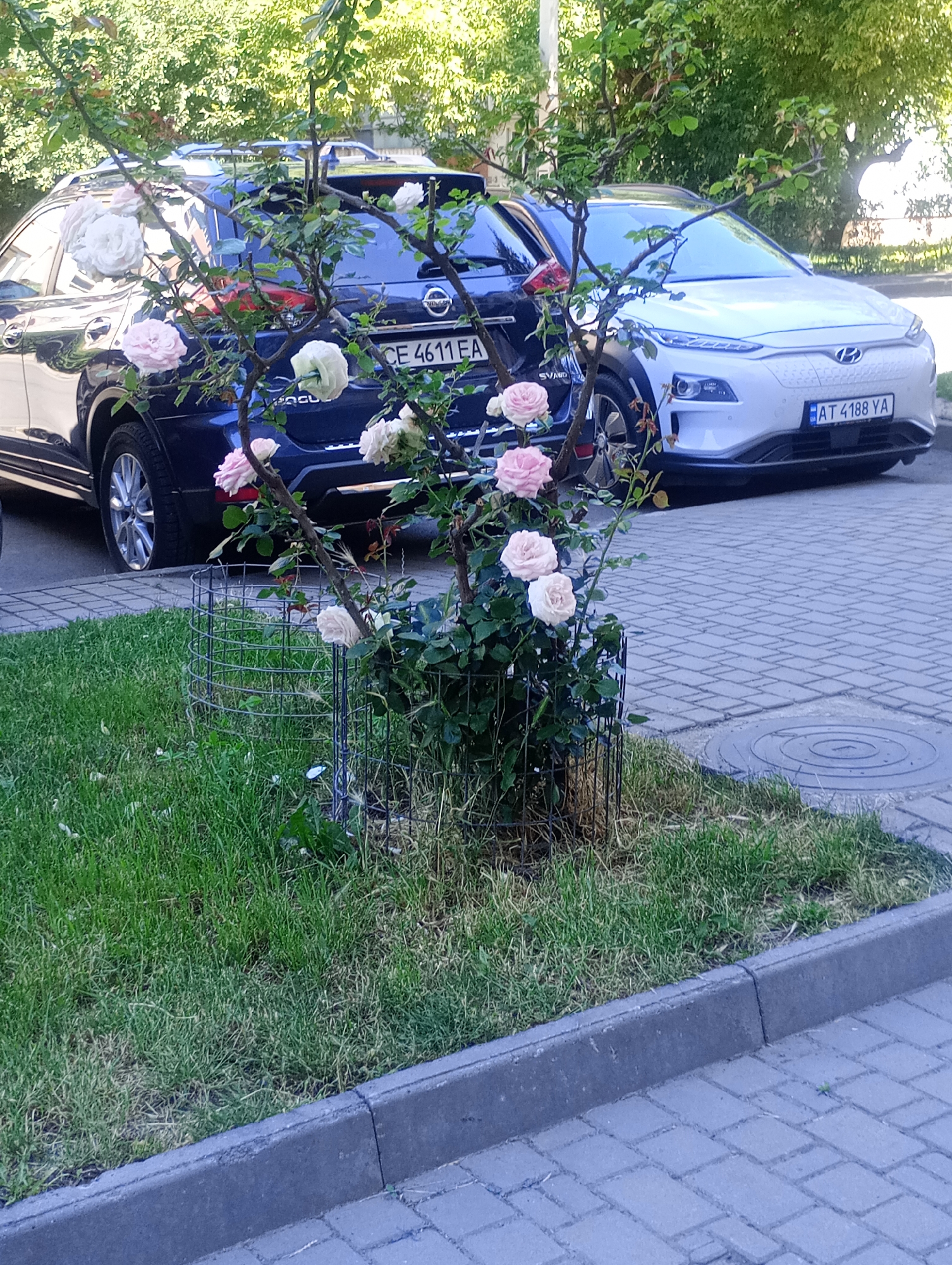 A close-up shot captures a rose bush in bloom, its delicate pink and white flowers contrasting with the lush green leaves and dark thorny branches. The bush is enclosed by a circular wire cage, suggesting it is recently planted or needs protection. Behind the rose bush, two cars are parked side-by-side. The car on the left is a dark-colored SUV, partially obscured by the rose bush, with a license plate reading "CE 4611 EA". The car on the right is a white electric vehicle, featuring a distinctive grille and a license plate that reads "AT 4188 YA". The cars are parked on a paved surface, likely a street or parking lot, with a grassy area in the foreground. The scene appears to be set during the daytime, with natural sunlight illuminating the foliage and flowers. The overall impression is one of urban nature, where the beauty of a garden meets the functionality of modern transportation.