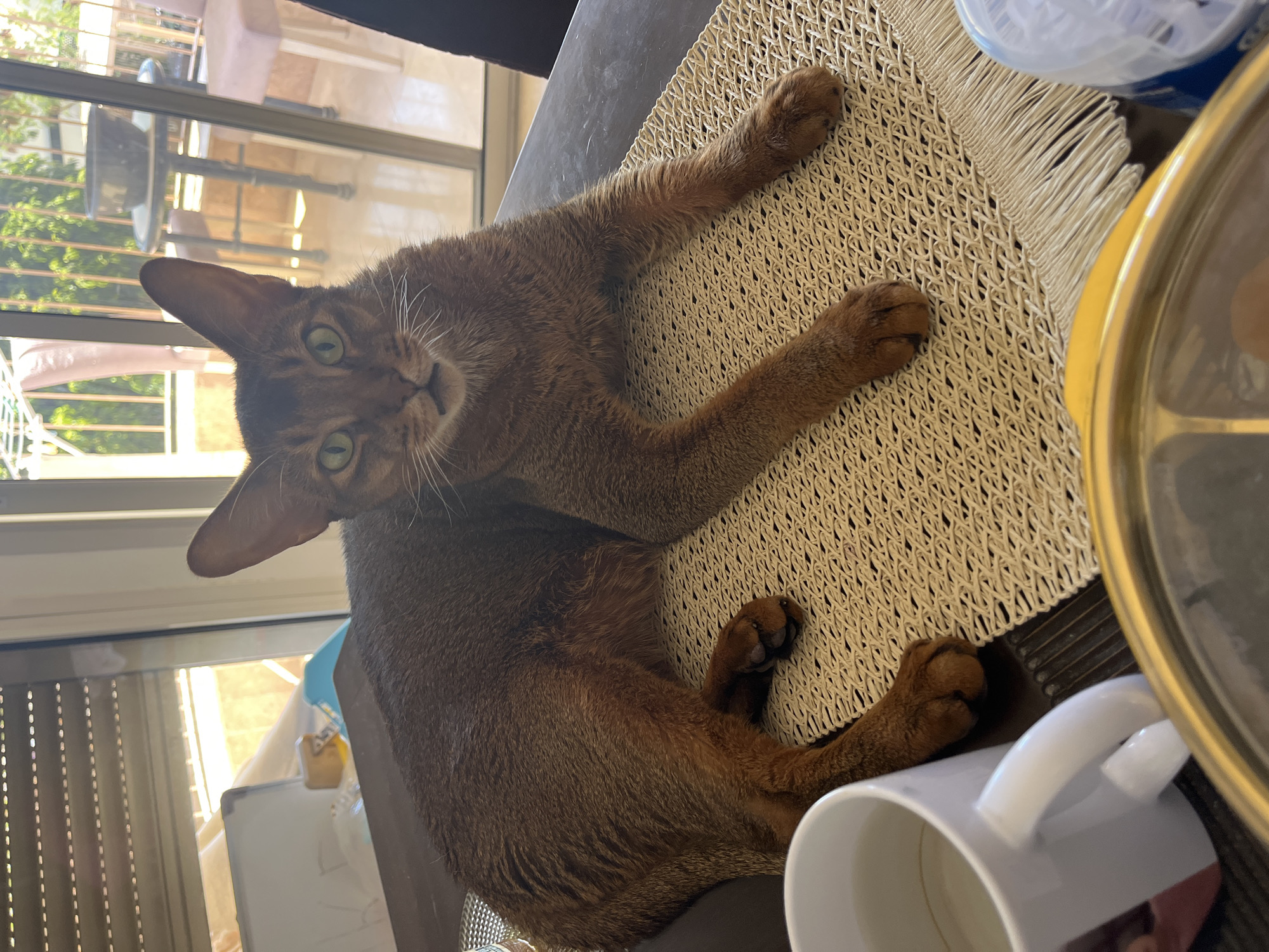 An Abyssinian cat with green eyes and a reddish-brown coat is lying on a woven placemat on a dark table. The cat is looking directly at the camera with its mouth slightly open. To the left of the cat is a white mug, and in the foreground, a yellow and gold rimmed object is visible, possibly a plate or bowl. In the background, through a large glass door, a balcony with chairs and greenery can be seen. The scene appears to be indoors, near a window or door leading to an outdoor space.