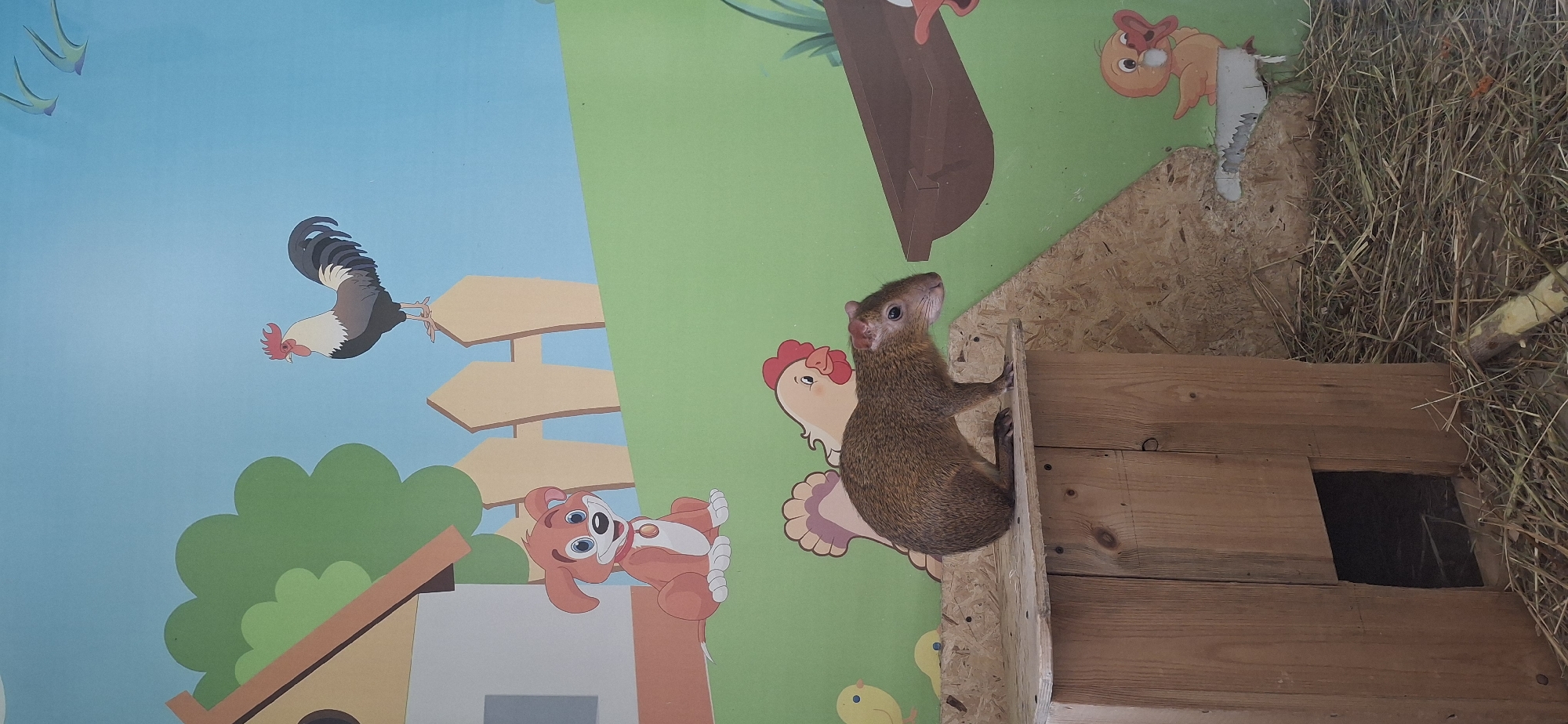 A brown agouti is climbing a wooden structure near a wall decorated with cartoon farm animals in what appears to be Chaikovsky, Russia. The agouti is clinging to a vertical wooden board with its front paws. Behind the agouti is a green wall with a cartoon chicken painted on it. To the right of the structure is a pile of straw. The overall scene is an indoor enclosure, possibly for the animal.
