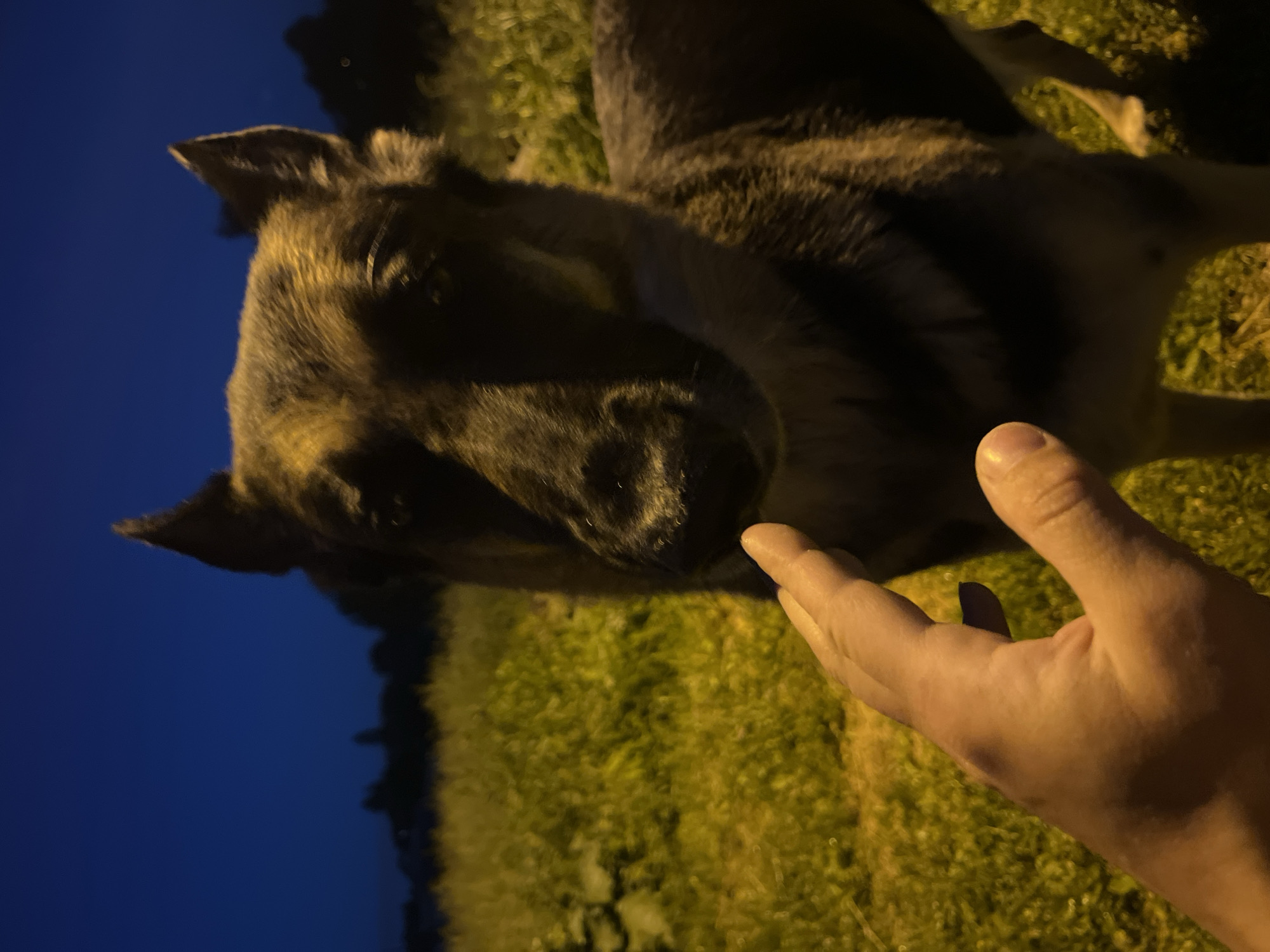 A German Shepherd dog is in a grassy field at night, with its head and chest visible in the foreground. The dog's fur is dark brown and tan, and its ears are perked up. A person's hand is reaching out towards the dog's nose, with the thumb and index finger extended. The background is dark blue, indicating a night sky, with faint silhouettes of trees and buildings in the distance. The lighting appears to be artificial, possibly from a streetlamp, casting a yellowish glow on the dog and the grass. The image is taken from a low angle, looking up at the dog. There is no discernible information about the location being Nizhny Tagil, Russia.