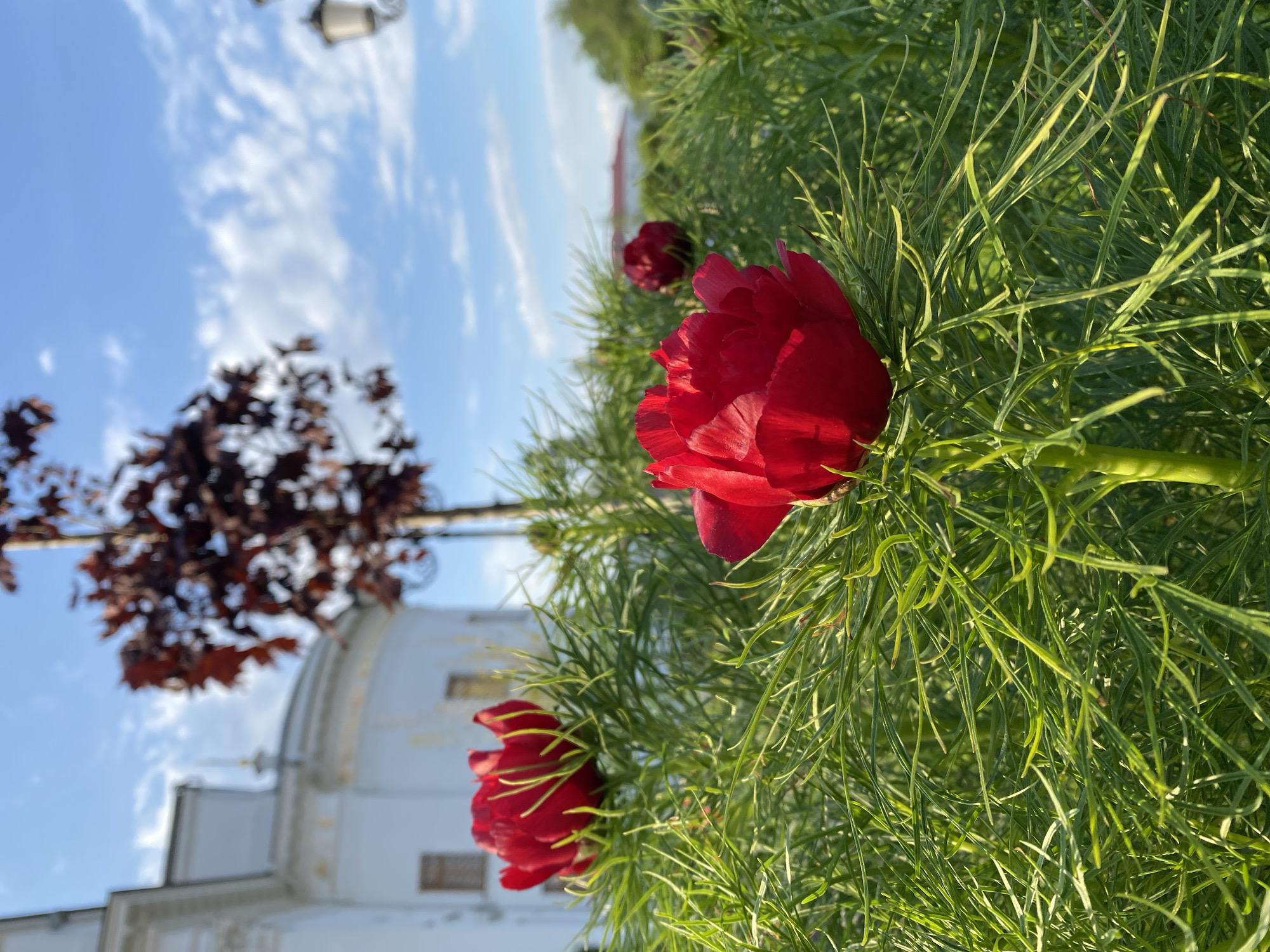 The image captures a close-up of red peony flowers in front of the Church on Blood in Yekaterinburg, Russia. The foreground is dominated by the flowers and their delicate green foliage. In the background, parts of the church are visible, along with trees and a blue sky with white clouds. A lamppost is also seen in the background. The photo appears to be taken on a sunny day.