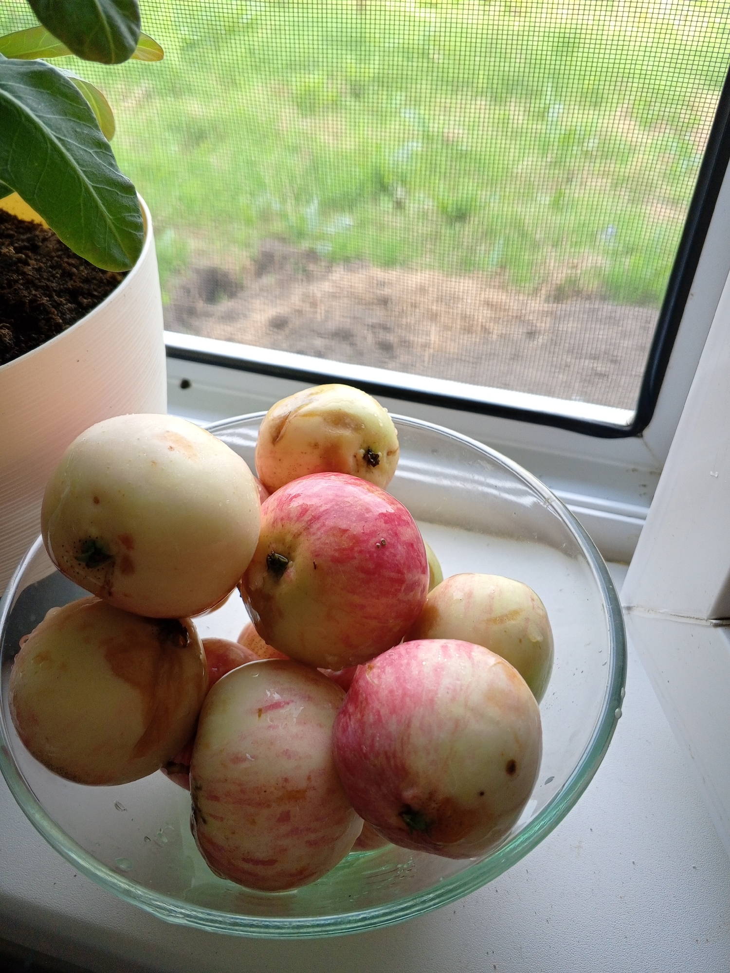 A still life composition features a clear glass bowl filled with several light-skinned apples, some exhibiting red blush. The bowl rests on a white windowsill. To the left of the bowl, a portion of a white planter is visible, containing dark soil and the leaves of a green plant. Behind the bowl and plant, a window with a screen is visible, through which a blurred green, grassy outdoor environment can be seen. The lighting suggests an indoor setting during the day.