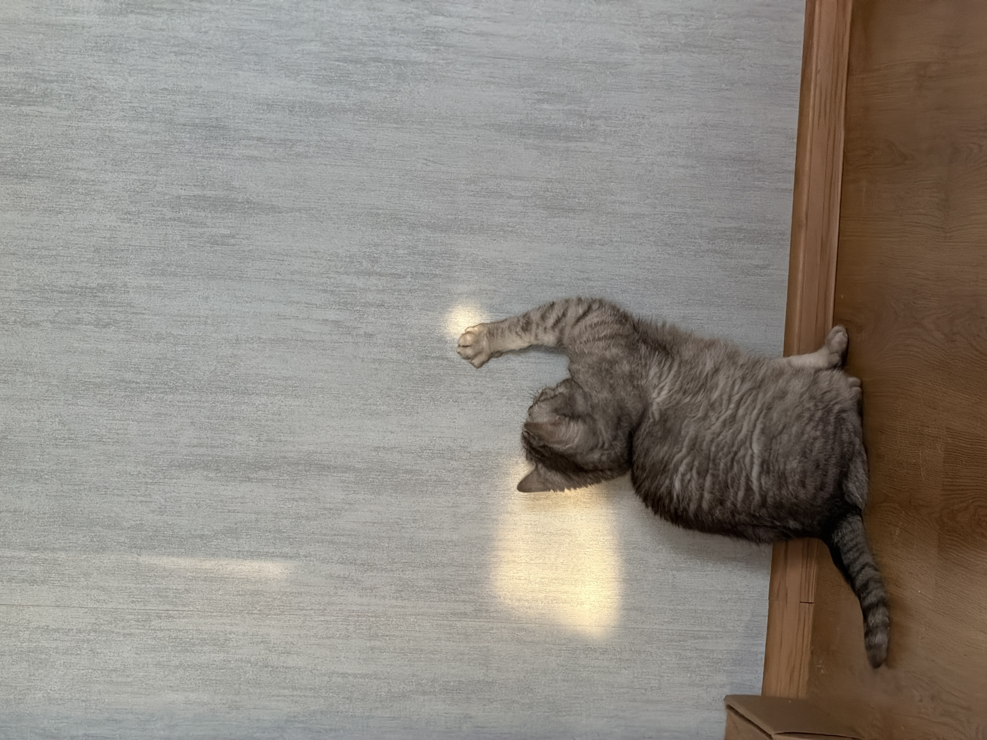 A grey tabby cat is lying on a grey floor, near a light-brown wooden door in a room with walls with a grey wood grain pattern. The cat is stretching, with one paw extended in front of it. A patch of sunlight illuminates the floor near the cat's outstretched paw. The image provides no indication of the location of Riga, Latvia.