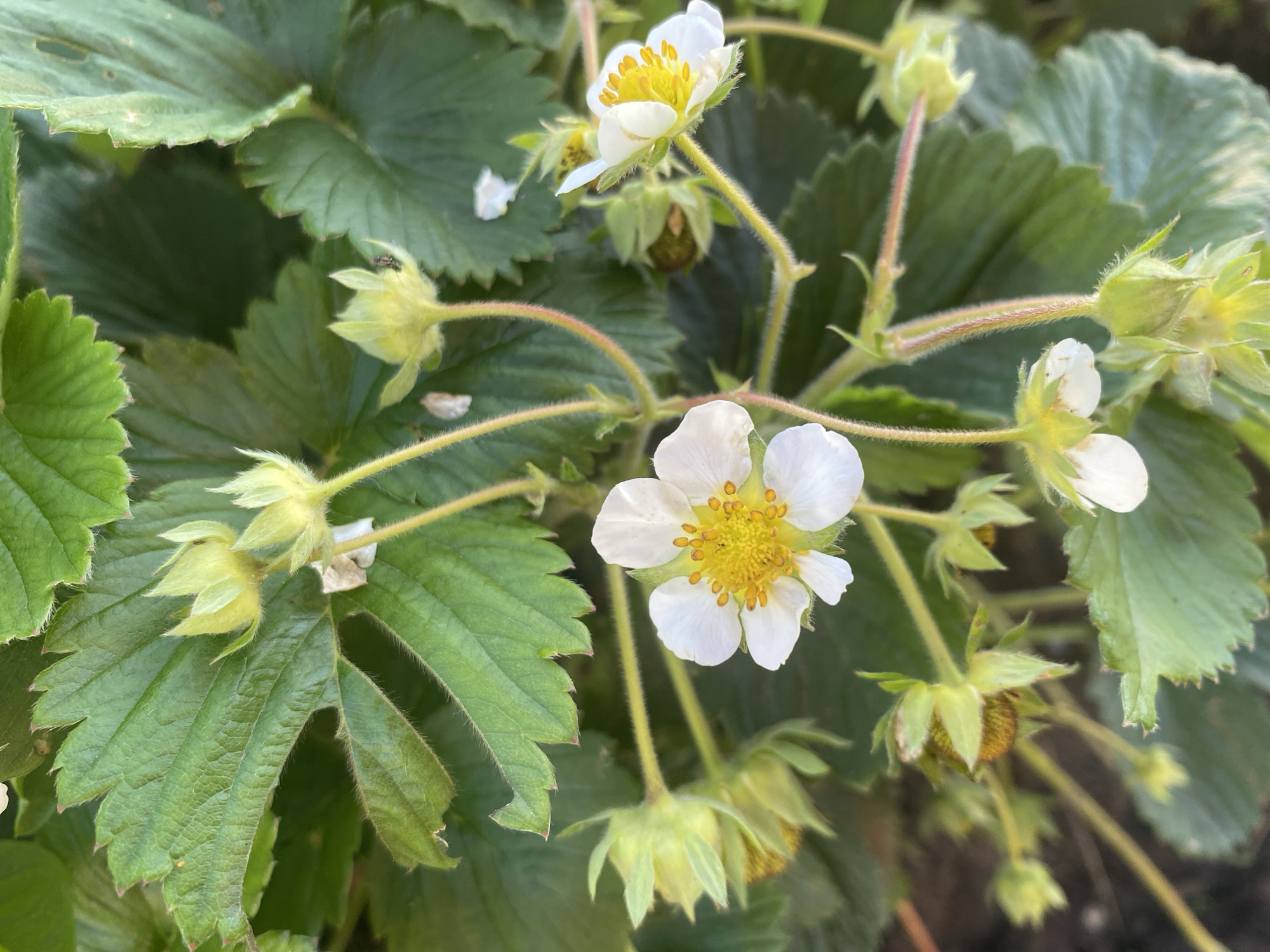 A close-up, high-angle shot captures a strawberry plant in full bloom in an outdoor setting, likely a garden in Chaikovsky, Russia. The image prominently features several white strawberry flowers with vibrant yellow centers, indicating the plant's reproductive phase. These delicate blossoms are supported by thin, fuzzy green stems that branch out amidst dense foliage.
Surrounding the open flowers are numerous green leaves, some sharply in focus, revealing detailed vein patterns and serrated edges, while others provide a softly blurred green background. Mixed among the developed flowers are several unopened green flower buds, some showing early stages of fruit development. A small, dark-bodied insect, possibly a fly, is visibly perched on one of these green buds, adding a touch of natural activity to the scene. The lighting suggests it is daytime, with clear and mild weather conditions conducive to plant growth. There is no visible text in the image.