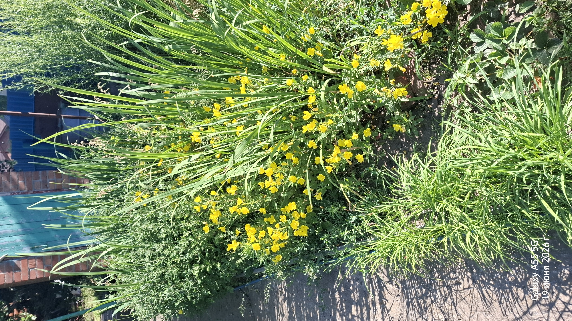 The image shows a close-up view of a garden bed with lush green foliage and numerous small yellow flowers. Tall, blade-like green leaves dominate the right side of the frame, interspersed with the yellow blooms. To the left, a dense bush of smaller green leaves and stems creates a textured backdrop. In the foreground, a patch of thin, grass-like green blades grows along a paved pathway, which is partially visible on the left and shows dappled sunlight patterns. In the background, a weathered brick structure and a teal-colored wooden gate are visible. The scene appears to be an outdoor setting, possibly a backyard or park, under bright sunlight. The timestamp in the lower left corner of the image indicates "Galaxy A55 5G 19 июня 2026 г.", which translates to "Galaxy A55 5G June 19, 2026." This timestamp is metadata from the device that captured the image and does not reflect the actual date or location. There are no people or animals present in the image. The provided information about Rostov-on-Don, Russia is not verifiable from the image content itself.