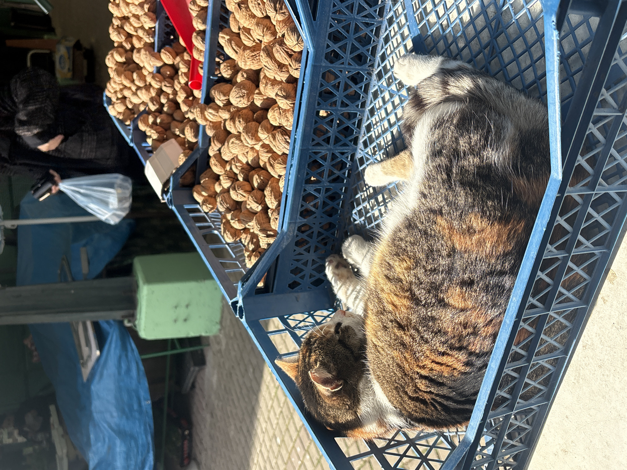 The image captures an outdoor market scene, centered around two blue plastic crates placed side-by-side. The primary subject is a calico (tortoiseshell) cat, predominantly brown, black, and white, sleeping peacefully on its side within one of the blue plastic crates. The cat's body is curled, and its face is relaxed, suggesting a deep slumber.
Adjacent to the sleeping cat, the second blue plastic crate is filled with a large quantity of walnuts in their shells. A red handle, possibly belonging to a scoop or tool, is visible among the walnuts.
In the background, on the left side of the frame, a person is partially visible. They are dressed in dark clothing, including what appears to be a dark head covering, and are holding a clear plastic bag in one hand. In the other hand, they hold a small black object, possibly a scale or a scooping mechanism, suggesting an interaction with the walnuts, likely for sale or packaging.
The scene is brightly illuminated by natural sunlight, indicating it is daytime. Strong shadows are cast, highlighting the textures of the crates, walnuts, and the cat's fur. This suggests a clear, sunny day. Other background elements include a blue tarp or fabric and a green block, hinting at a market stall or street vendor setup. The cat appears calm and content, unfazed by its surroundings. No visible text is present in the image.
