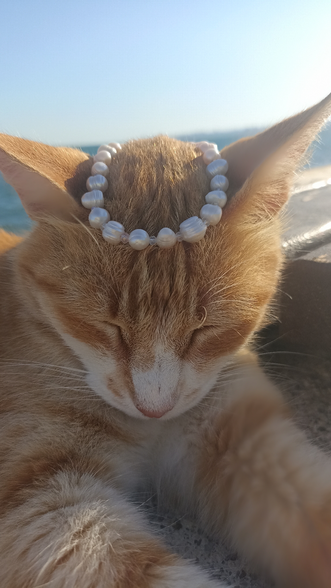 The media file shows a close-up, head-on shot of a ginger and white cat resting outdoors. The cat's eyes are closed, suggesting it is relaxed or asleep, and its head is adorned with a strand of white pearls. The pearls are draped across the top of its head, resting between its ears. The cat's fur is a mix of warm ginger and white, with visible whiskers.
The background is softly blurred, indicating a shallow depth of field. It features a bright, clear sky, suggesting a sunny day. The horizon line is visible, with a body of water, likely the sea, and a distant landmass or coastline. The setting appears to be a waterfront area, possibly a pier or promenade, given the presence of a textured surface in the foreground which could be pavement or a railing. The lighting suggests it is daytime, with the sun casting a warm glow on the cat's fur. The overall mood is peaceful and serene. No text is visible in the image. The location context is Yenişehir, Turkey.