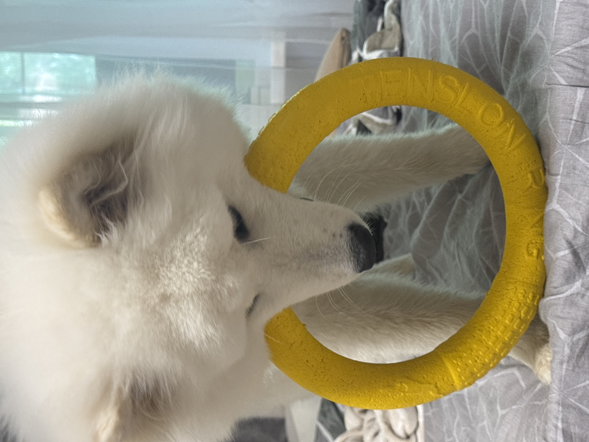 A close-up shot features a fluffy white dog with its mouth around a yellow ring. The dog's fur is soft and dense, with dark markings around its eyes and nose. The yellow ring has textured lettering that is partially visible, appearing to say "PENSION" and other unreadable characters. The dog's paws are visible, resting on a gray and white patterned fabric, which is likely a bed or couch. The background is blurred, showing a bright, diffused light coming from a window or light source, suggesting it is daytime. The overall scene conveys a sense of playfulness and comfort, with the dog appearing relaxed and engaged with its toy. There are no people visible in the image. The setting appears to be indoors, possibly a bedroom or living room.