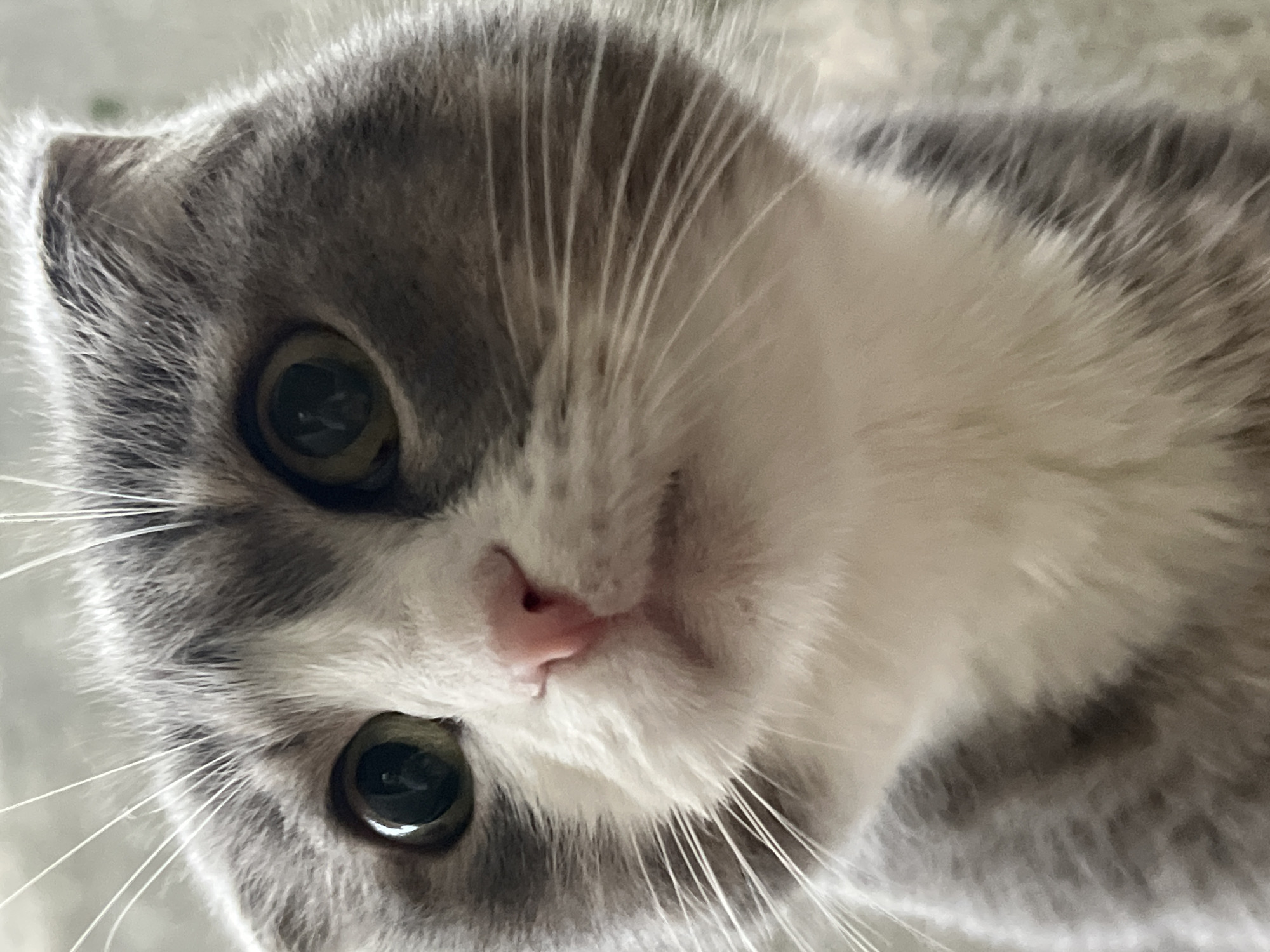 The media file is a close-up, slightly angled shot of a domestic cat's face. The cat appears to be a Scottish Fold, characterized by its folded ears visible on the left side of the frame. The cat has striking green eyes and a pink nose. Its fur is a mix of grey and white, with distinct grey tabby markings on its head and body. Long, white whiskers fan out from its muzzle. The background is softly blurred, suggesting a shallow depth of field, and has a light, neutral color, possibly a blanket or a soft surface.
The focus is entirely on the cat's face, capturing its direct gaze. The lighting appears soft and diffused, typical of indoor lighting or an overcast day. There are no people or other objects prominently featured, and no text is visible in the image. The overall impression is one of an intimate portrait of a young cat, potentially conveying curiosity or gentle alertness due to its wide-open eyes. The image evokes a sense of calm and domesticity. Given the location context of Choeng Thale, Thailand, the scene is likely set within a home or a similar indoor environment.