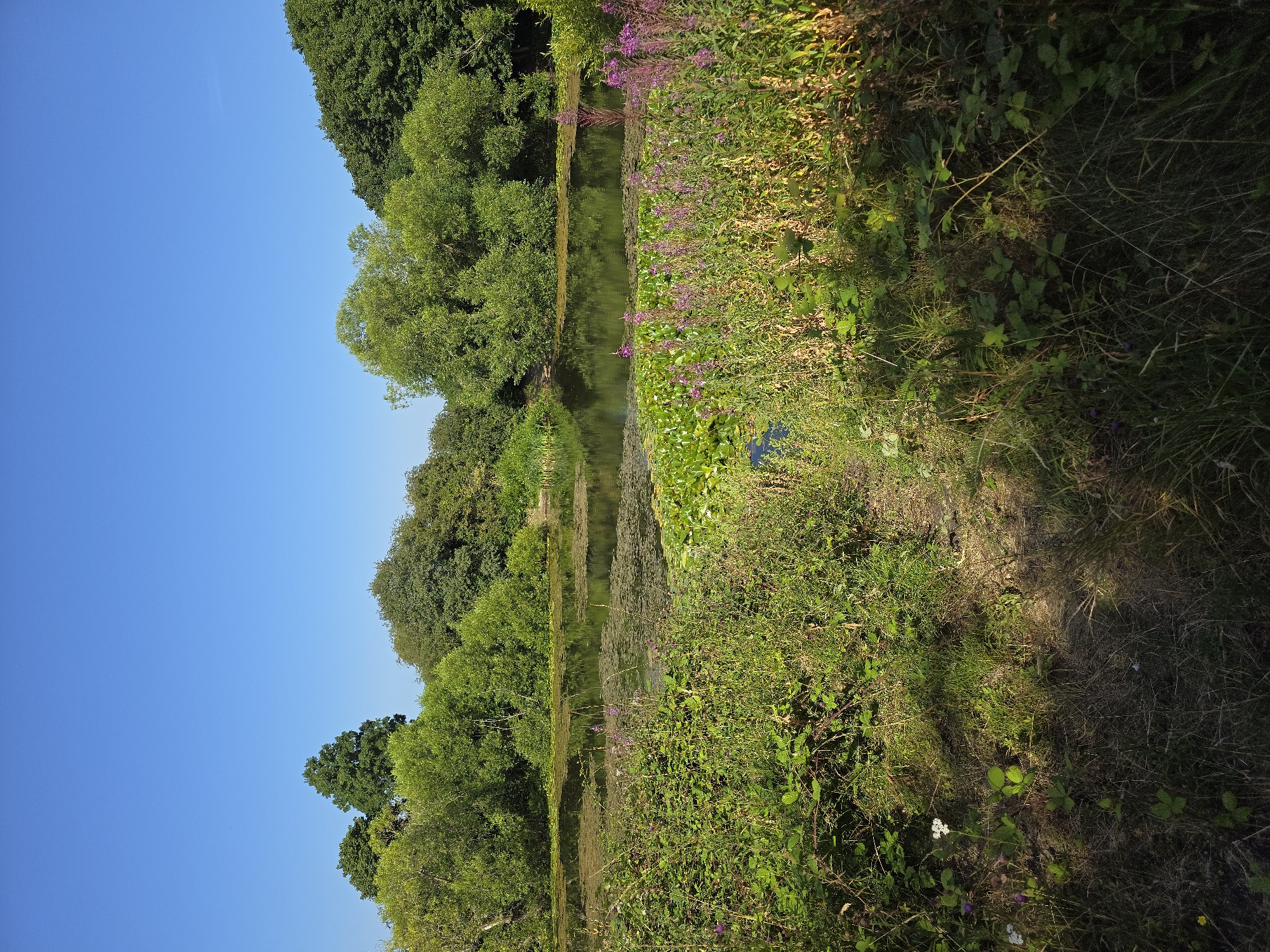 This media file depicts a serene waterscape with lush greenery, likely in Stockton-on-Tees, United Kingdom. The scene is dominated by a calm body of water, possibly a river or a canal, reflecting the bright blue sky and the surrounding trees. The water's surface is partially covered with lily pads and aquatic vegetation, adding to the natural beauty. Along the bank, a vibrant display of wild flowers, predominantly in shades of purple and pink, adds a splash of color. The vegetation is dense, with tall grass, bushes, and mature trees forming a natural border. The sun appears to be shining brightly, casting shadows and highlighting the textures of the foliage and grass, suggesting it is daytime, likely late morning or afternoon. There is no visible text in the image, and no people or objects are present to indicate a specific activity or event. The overall impression is one of tranquility and natural beauty.