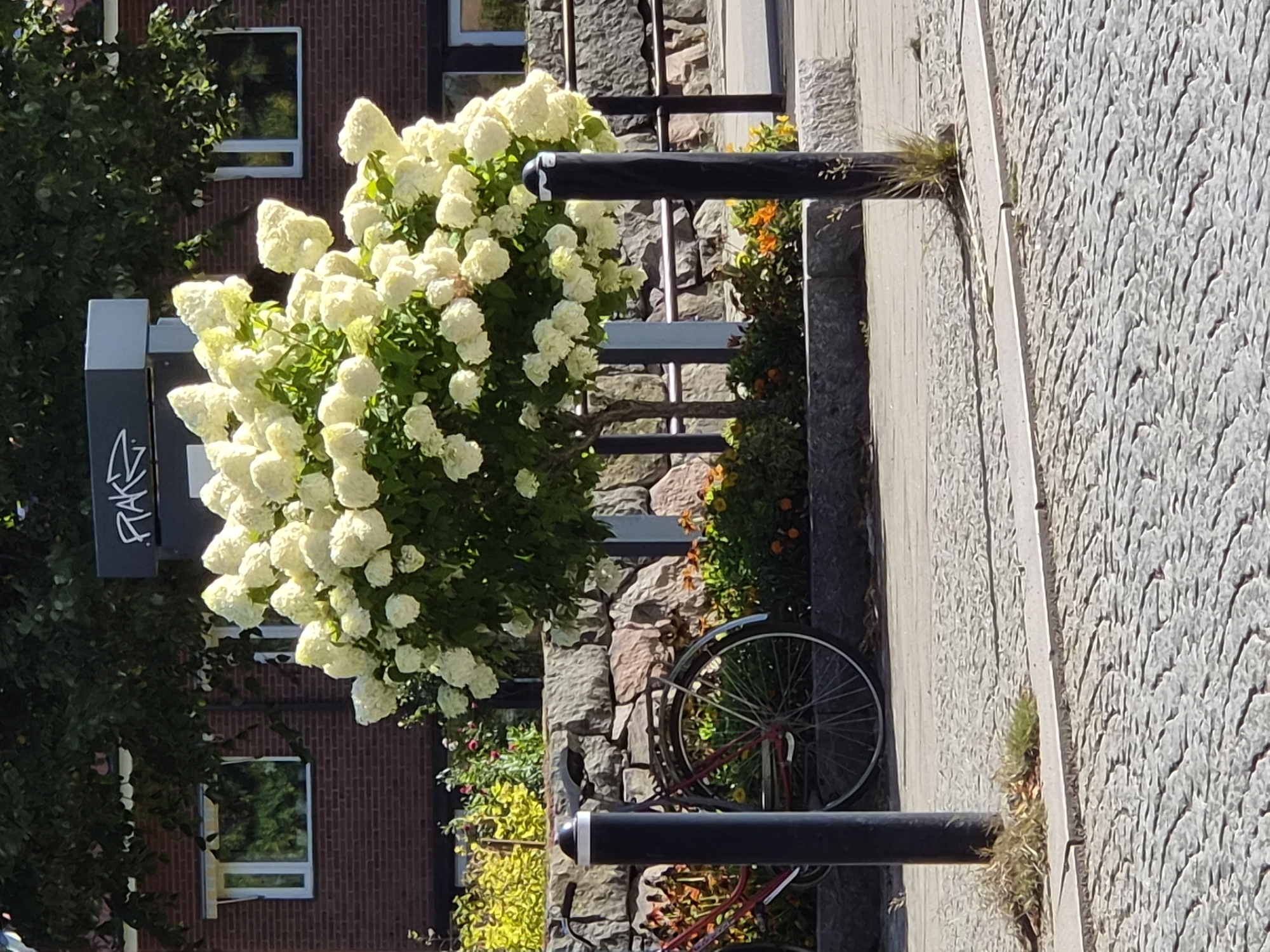 A medium shot captures a vibrant scene in Varberg, Sweden, featuring a large, blooming white hydrangea bush as the focal point. The bush is situated in front of a low stone wall and a red bicycle leaning against it. The background reveals a red brick building with windows, a tree with dark green foliage, and a sign with graffiti that reads "RAKE". The foreground is a cobblestone street. The lighting suggests it is a sunny day.
