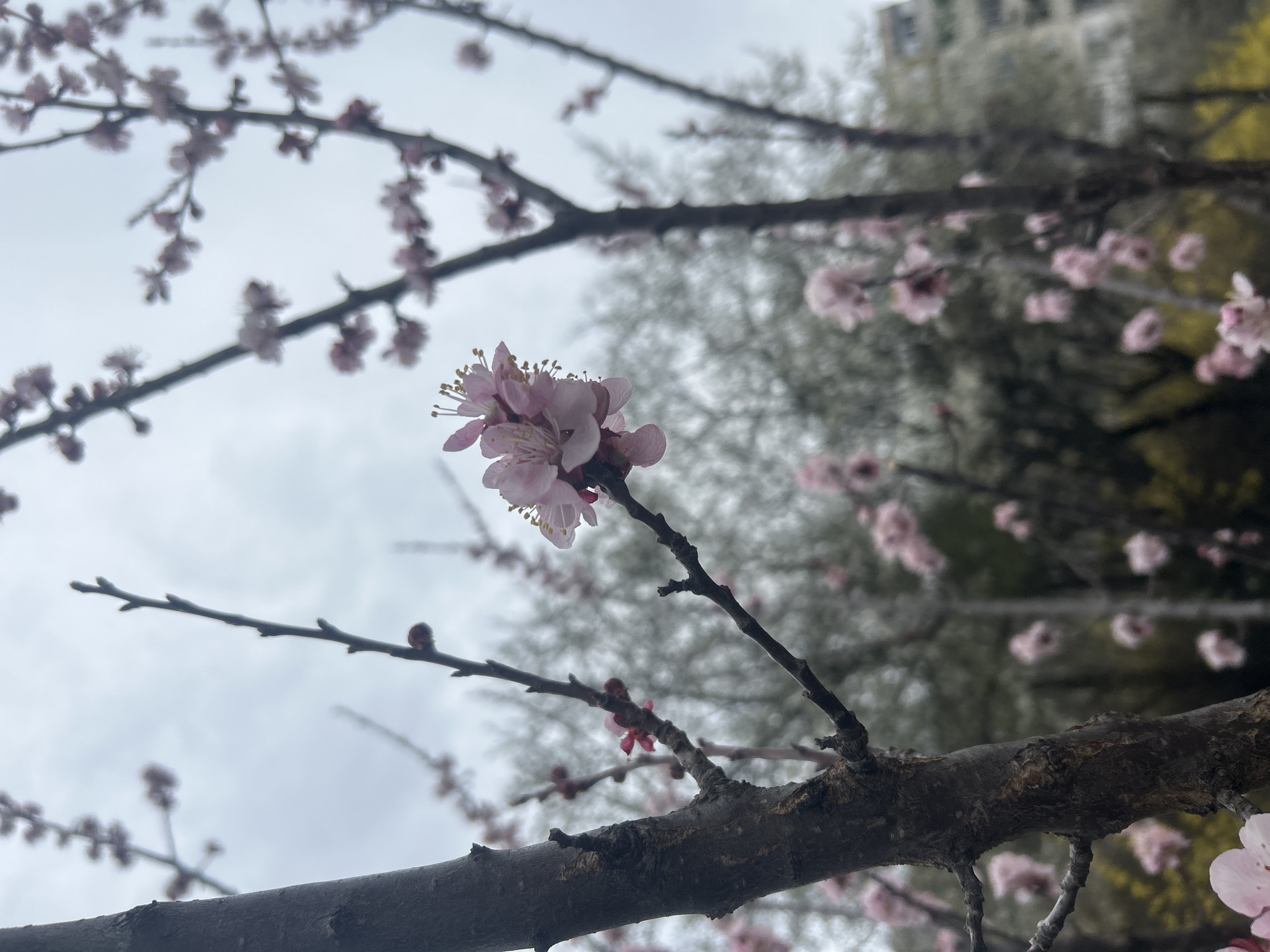 A close-up photograph displays a cluster of light pink blossoms on a bare, dark brown branch of a blossoming tree in Pleven, Bulgaria. The central flowers exhibit multiple pink petals and prominent yellow stamens. Numerous additional branches with emerging buds and open pink flowers are visible in the blurred foreground and midground. The tree's main trunk section, dark and textured, is on the left. In the background, a density of blurred trees, some bearing pink blossoms and others appearing bare or with muted yellow foliage, extends across the scene. A light grey, overcast sky occupies the upper portion, with a faint, indistinct building outline visible in the distant right background. No human figures or activities are observed.