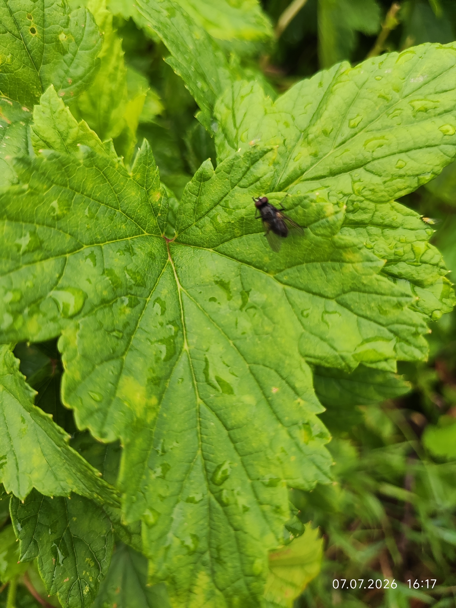 The image shows a close-up view of a wet green leaf with water droplets on its surface. A black fly is resting on the leaf. The background consists of other green leaves and blurred greenery, suggesting an outdoor natural setting. A timestamp "07.07.2026 16:17" is visible in the lower right corner of the image. There are no people or any contextual elements to place the image in Konovalovo, Russia.