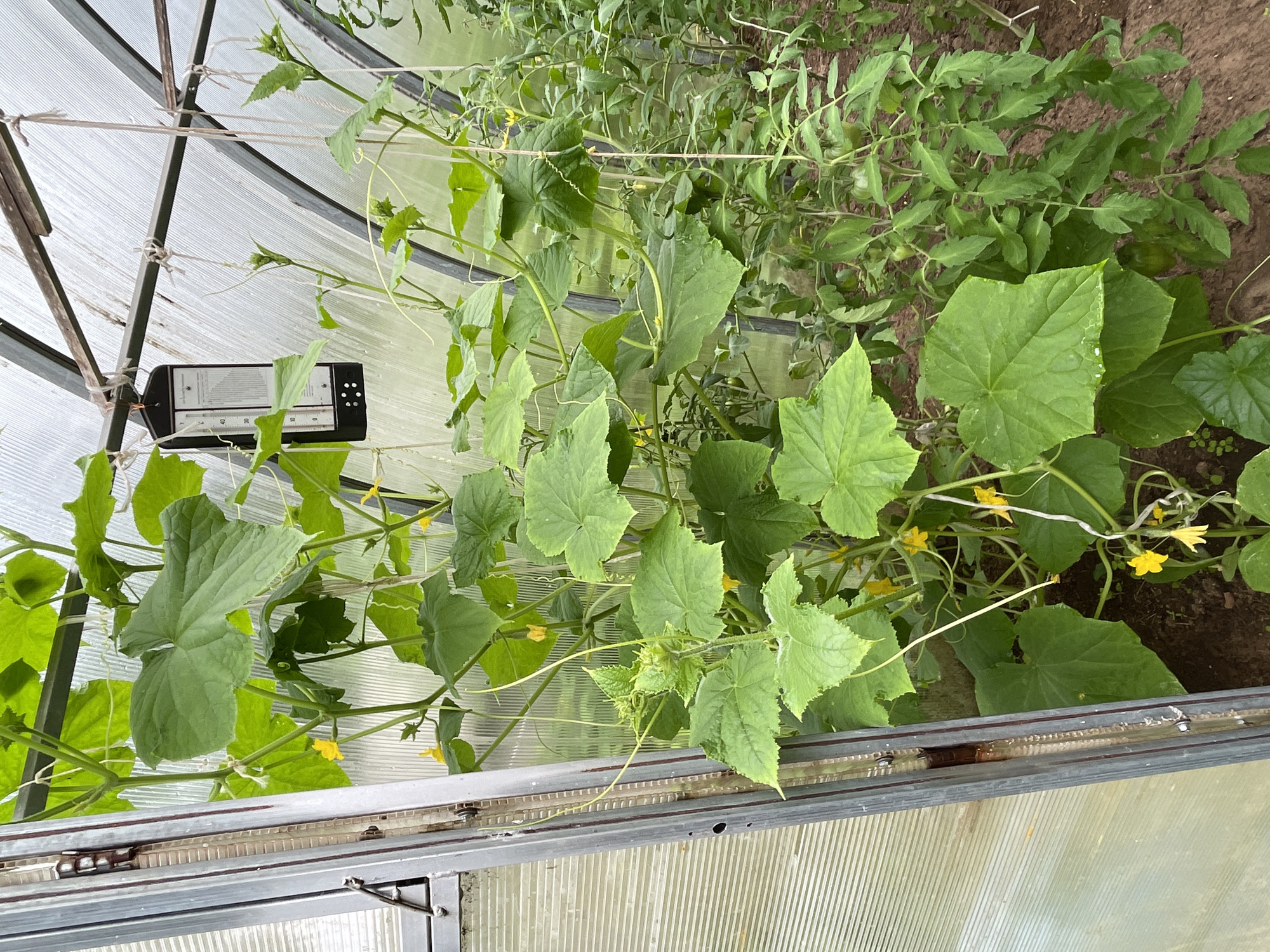 This is an outdoor, eye-level, medium shot image taken within a greenhouse in the village of Dresvyano, Russia. The greenhouse is constructed with a transparent, corrugated plastic roof and walls, supported by a metal frame. Several plants, including cucumbers and tomatoes, are growing inside. A thermometer hangs from the greenhouse ceiling. The cucumber plants, which are in the foreground, are characterized by large, green leaves and developing yellow flowers. Tomato plants are visible in the background, with some developing green fruit. The ground inside the greenhouse appears to be soil. The lighting suggests it is daytime, possibly overcast.