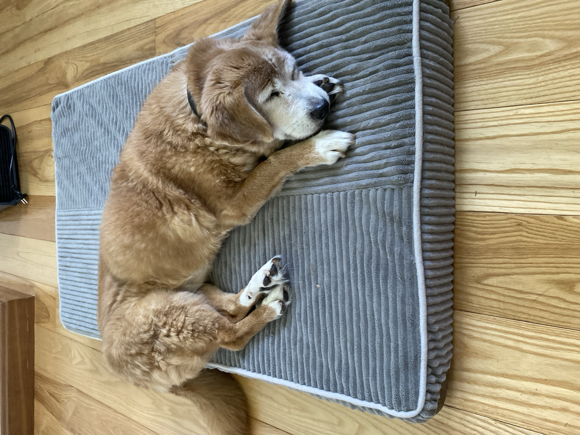 A medium-sized, tan-colored dog with a white muzzle and paws lies asleep on a gray, rectangular dog bed with a white-trimmed edge. The bed sits on a wooden floor, with the planks running horizontally in the background. A small black object is visible near the top left corner. There is no evidence to suggest this image was taken in Villaviciosa, Spain.
