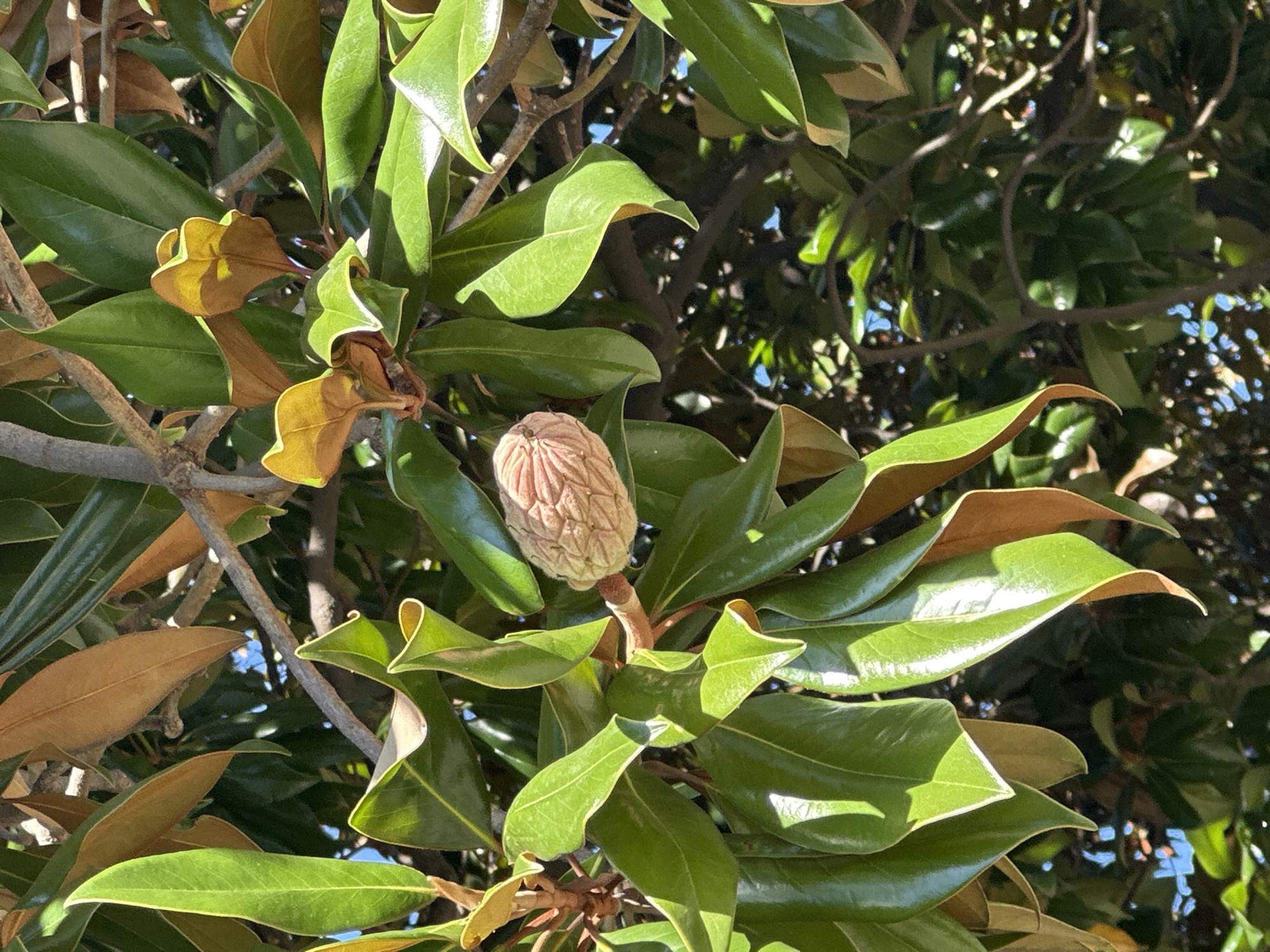 A close-up shot captures a magnolia fruit pod hanging from a branch, surrounded by lush green and brown magnolia leaves. The pod is light brown and appears dry and textured, with visible seed compartments. Sunlight filters through the leaves, creating highlights and shadows, indicating an outdoor setting. The foliage is dense, suggesting a mature tree. The image does not depict any people or specific Sochi landmarks.