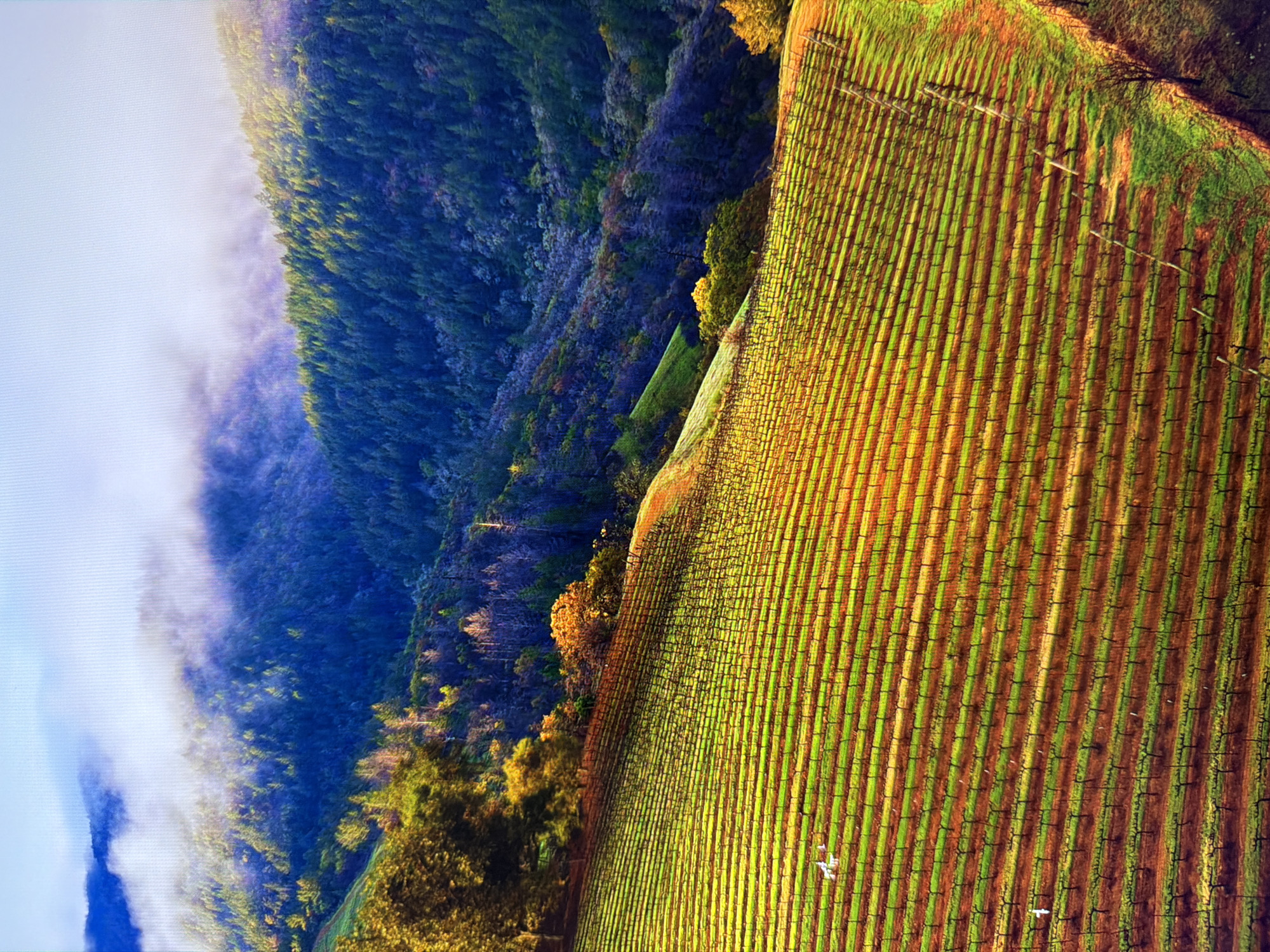 This is an aerial, vertical shot of rolling hills covered in vineyards and a dense forest. The vineyards, planted in neat rows, dominate the foreground and midground, with vibrant green and orange hues, suggesting late afternoon sun. A line of trees, some with autumn foliage, borders the vineyards. In the background, a lush, dark green forest covers the mountains, with streaks of white fog or clouds partially obscuring the peaks and the sky above. There are two small white birds visible in the lower left portion of the vineyard. The scene depicts a rural landscape, likely a wine region, under a hazy sky. The image does not depict the city of Kyiv, Ukraine.