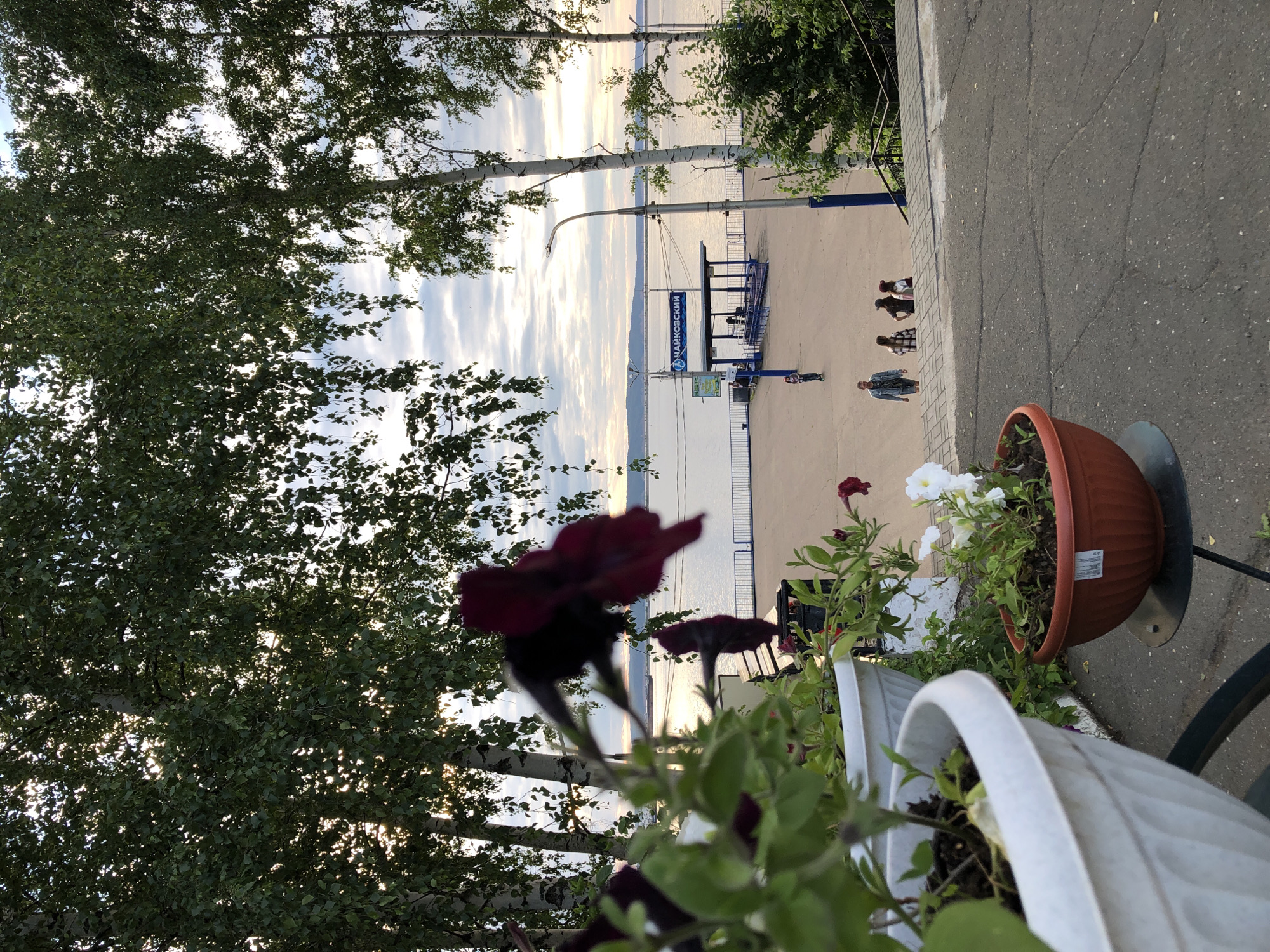 This image captures a serene view of the Chaikovsky embankment in Russia. In the foreground, two potted plants, one white and one terracotta, overflow with vibrant petunias, some of which are a deep maroon and others a delicate white. Beyond the flowers, a wide, paved embankment stretches towards a calm body of water, likely the Kama River. A blue and white awning stands prominently on the embankment, with a sign above it that reads "Чайковский" (Chaikovsky). Several people are visible on the embankment: a lone figure on a scooter, a group of three walking away from the camera, and another person in a denim jacket walking towards the viewer. Trees, primarily birches with their distinctive white bark, frame the upper portion of the scene, their leaves creating a dappled canopy against a cloudy sky. The lighting suggests it is either early morning or late afternoon, with the sun casting a gentle glow on the water. Steps leading down from the embankment are visible in the lower right of the frame.