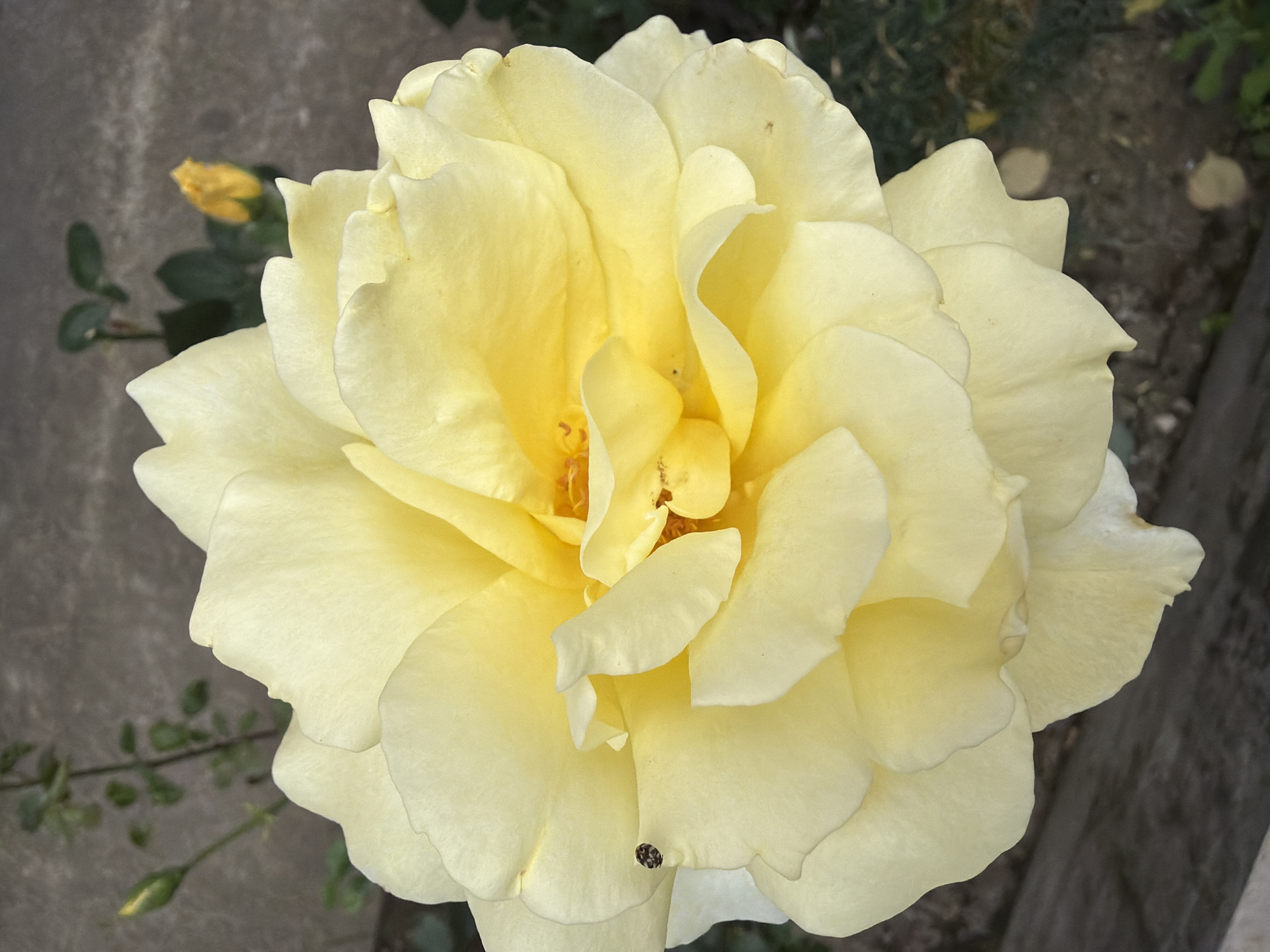 A close-up, overhead shot captures a fully bloomed yellow rose. The rose is the primary subject, occupying most of the frame, with its pale yellow petals unfurling in layers. The center of the rose is a brighter, deeper yellow. A small, dark ladybug is visible on the left side of a petal. In the background, a blurred, grey concrete wall is present. To the left of the rose, a thin, green stem with small leaves and a single yellow rosebud is visible. The ground beneath the rose appears to be a mix of dirt and some dried leaves. The lighting suggests it is daytime. The image's origin, "Pazardzhik, Bulgaria," is noted.