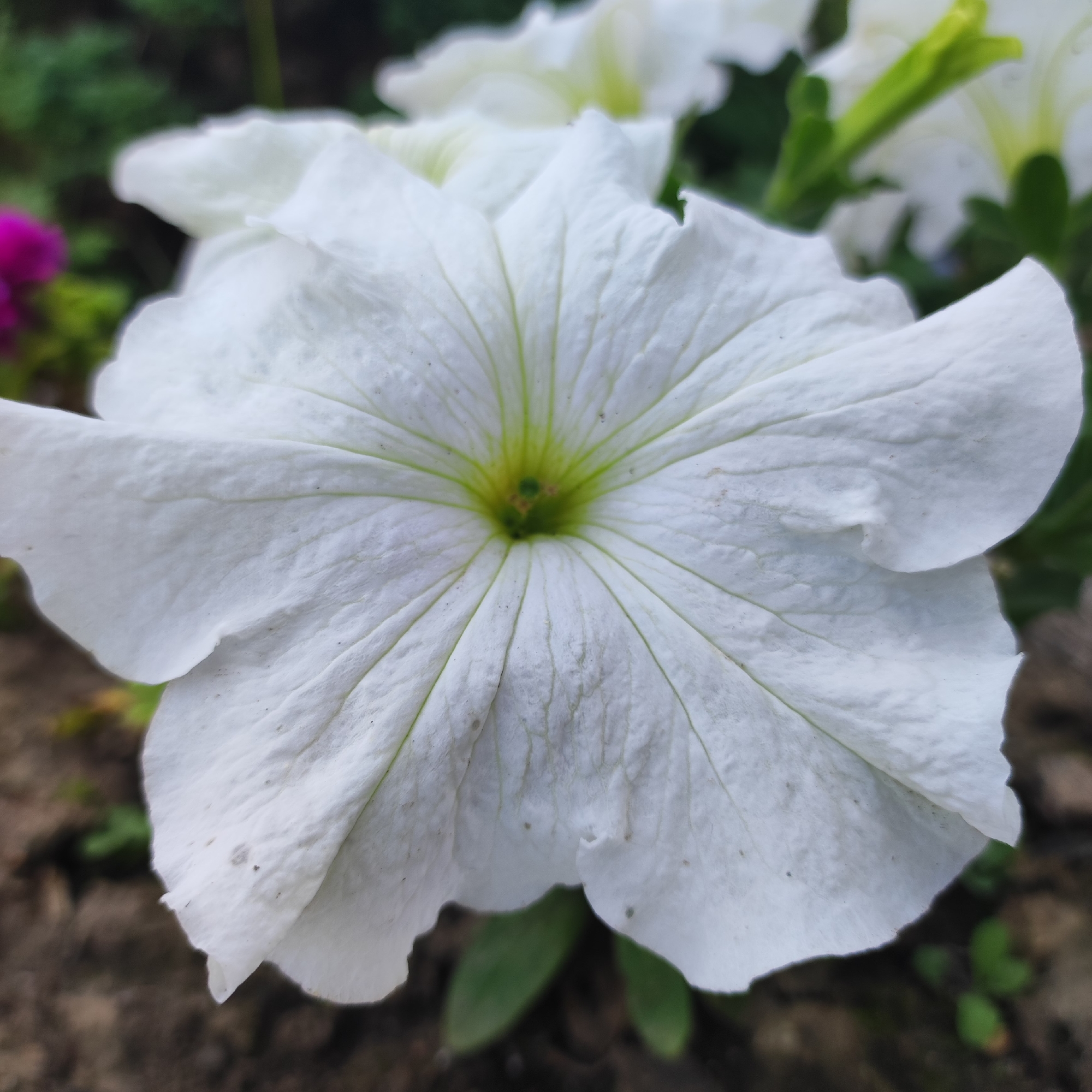 A close-up, head-on view captures a large, white petunia flower in full bloom. The flower's petals, which are slightly crinkled, radiate from a pale green and yellow center. Delicate, light green veins are visible on each petal, adding to its intricate detail. The background is softly blurred, with hints of green foliage and dark soil, suggesting an outdoor garden setting. A small, blurred area of pink is visible to the far left, likely another flower. The lighting is natural, and the image appears to be taken at eye level, focusing on the central flower. The scene is devoid of any human presence or activity, depicting a moment of natural beauty. No specific location in Navoloki, Russia, is identifiable from the image itself.