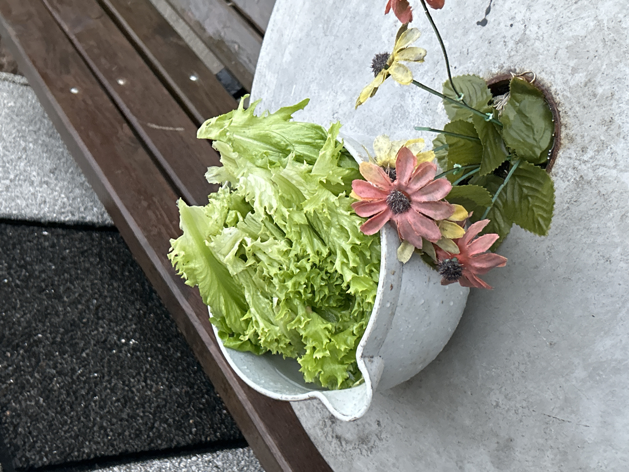 A close-up shot depicts a white, semicircular planter affixed to a gray, concrete wall. The planter contains a mix of vibrant green lettuce and artificial flowers in shades of pink and yellow. The background features a wooden bench and a gray, textured surface, possibly flooring. The location is not clearly discernable as Zlatograd, Bulgaria. The primary subjects are the lettuce and flowers, the object is the planter, and the environment consists of the concrete wall and bench. There are no people present. The scene presents a juxtaposition of organic and artificial elements within a mundane, possibly outdoor setting.