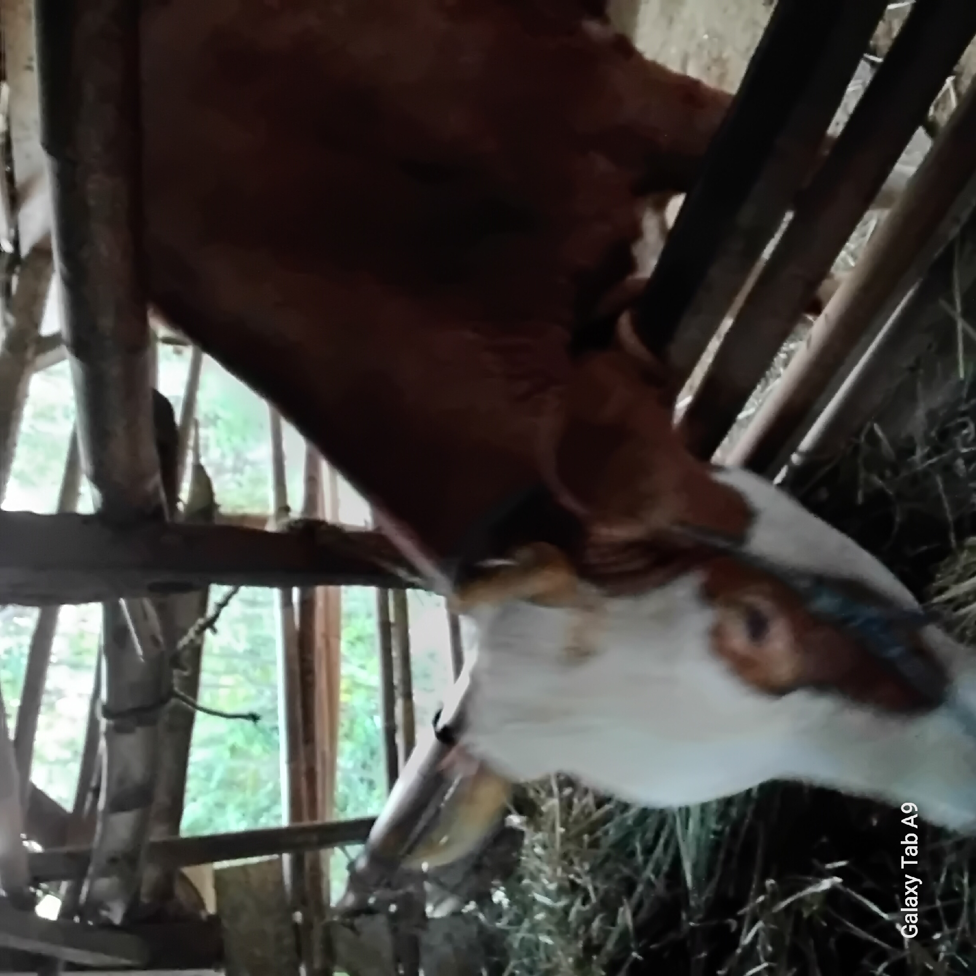 A brown and white cow is partially visible in an open-sided wooden structure. The cow's head is down, appearing to eat hay from a pile on the ground. The structure has a rough wooden frame, with horizontal wooden beams creating a barrier. Outside the structure, trees and foliage are visible, suggesting a rural or semi-rural setting. The image is captioned "Galaxy Tab A9" in the lower left corner, indicating the device used for capture. The scene is likely located in the city of Trenggalek, Indonesia, given the context of the request.