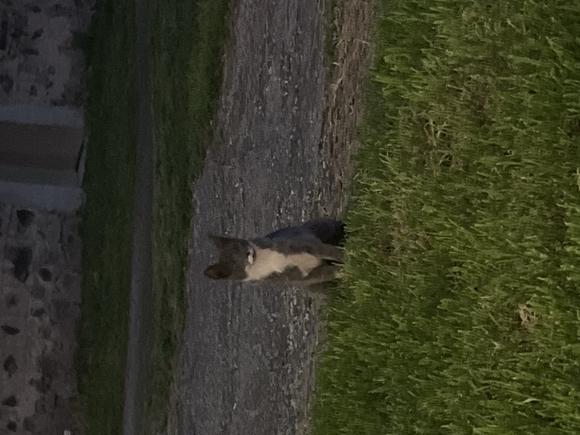 The image, oriented vertically, depicts an outdoor scene in Plovdiv, Bulgaria, under low light conditions, possibly dusk or dawn. The central subject is a cat, partially visible and concealed by lush green grass on the right side of the frame. The cat has a dark or grey-patterned back and head, contrasted with a white chest and belly, and appears to be looking towards the right side of the image.
The cat is positioned next to a dark, textured paved path or road that runs across the middle of the frame. On the far left, a stone wall or structure is partially visible, indicating a built environment alongside nature. The crops provide closer views of these elements: the coarse texture of the stone wall, the rough surface of the paved path, and the dense blades of green grass. There is no discernible activity taking place, beyond the cat being present in its environment. No people are visible, and there is no visible text. The overall atmosphere is quiet and subdued due to the muted lighting.