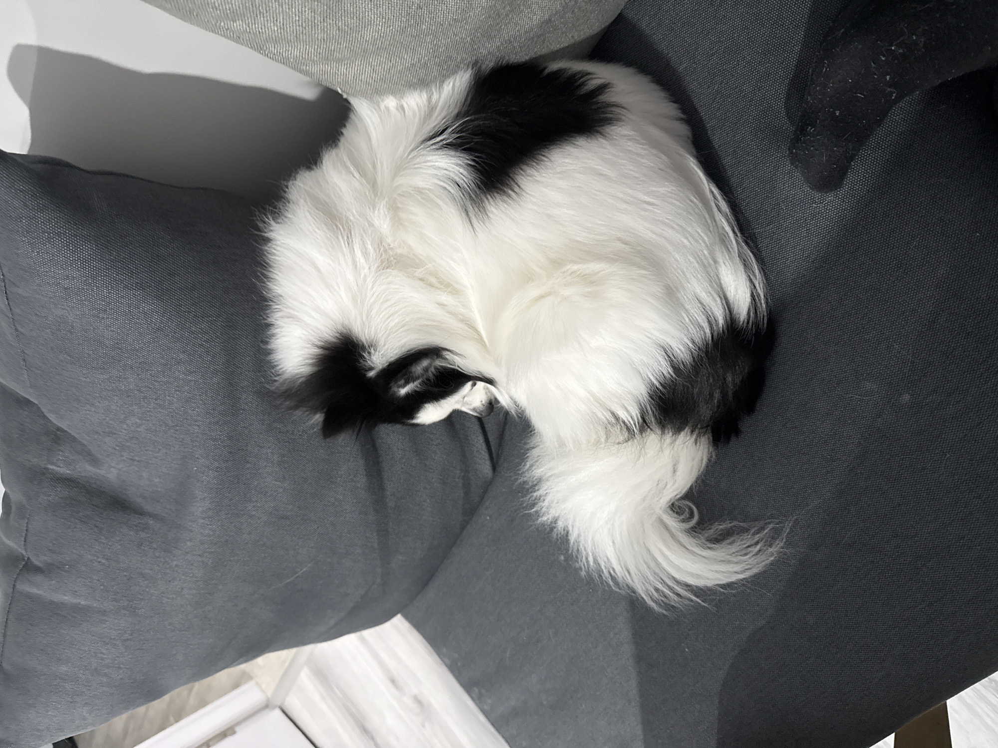 A black and white dog is curled up asleep on a gray upholstered piece of furniture, likely a sofa or chair. The location is impossible to determine from the image content; there is no information indicating the presence of Stara Zagora, Bulgaria.