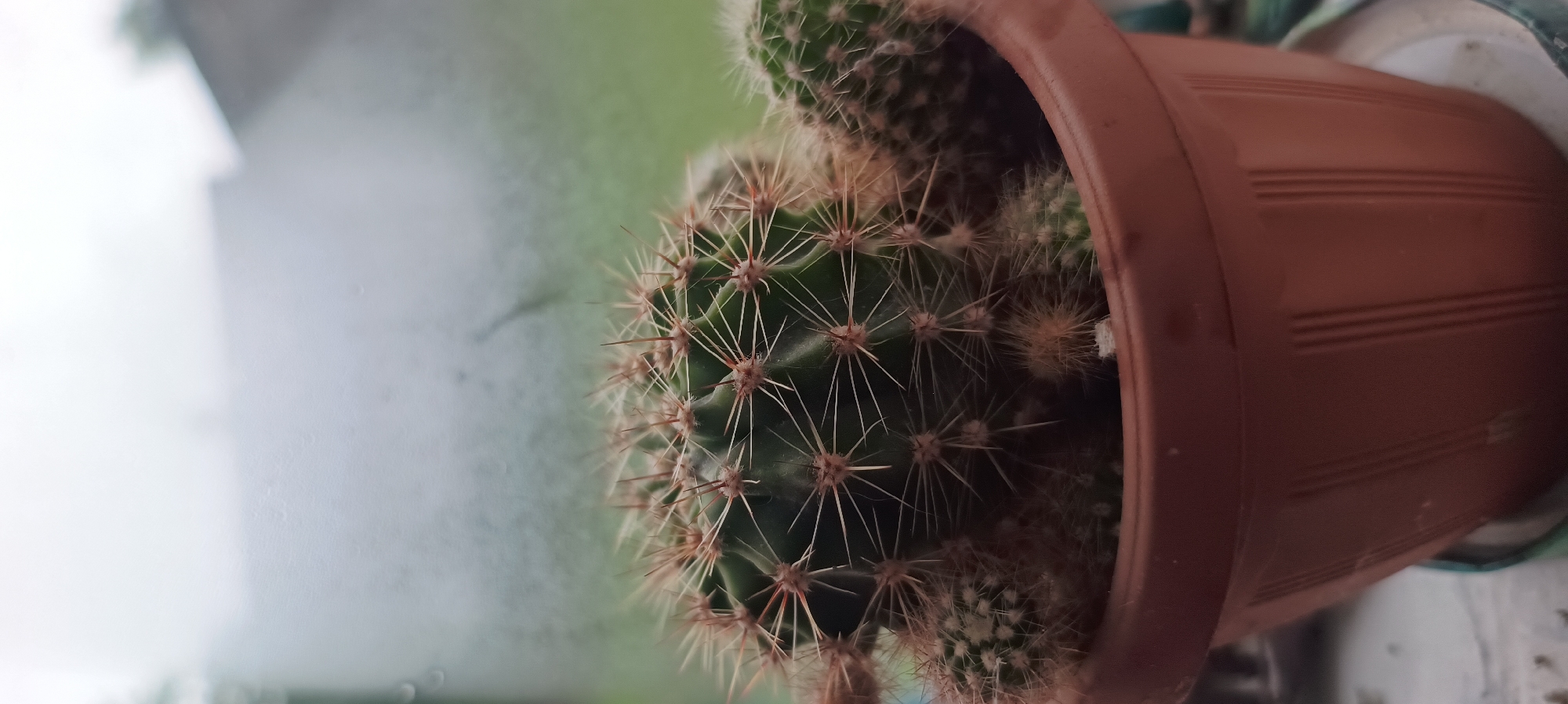 A close-up, vertical shot shows a cluster of cacti in a brown pot. The main cactus in the center is round and green with numerous sharp, light-colored spines. Smaller cacti are visible around its base, some appearing lighter and fuzzier. The pot has vertical ridges on its exterior and is sitting on a surface that appears to be a windowsill or table. The background is out of focus, showing a blurry green area, possibly foliage, with a light-colored, misty, or steamy windowpane in front of it. The lighting is soft and diffused, suggesting an overcast day or indoor setting.