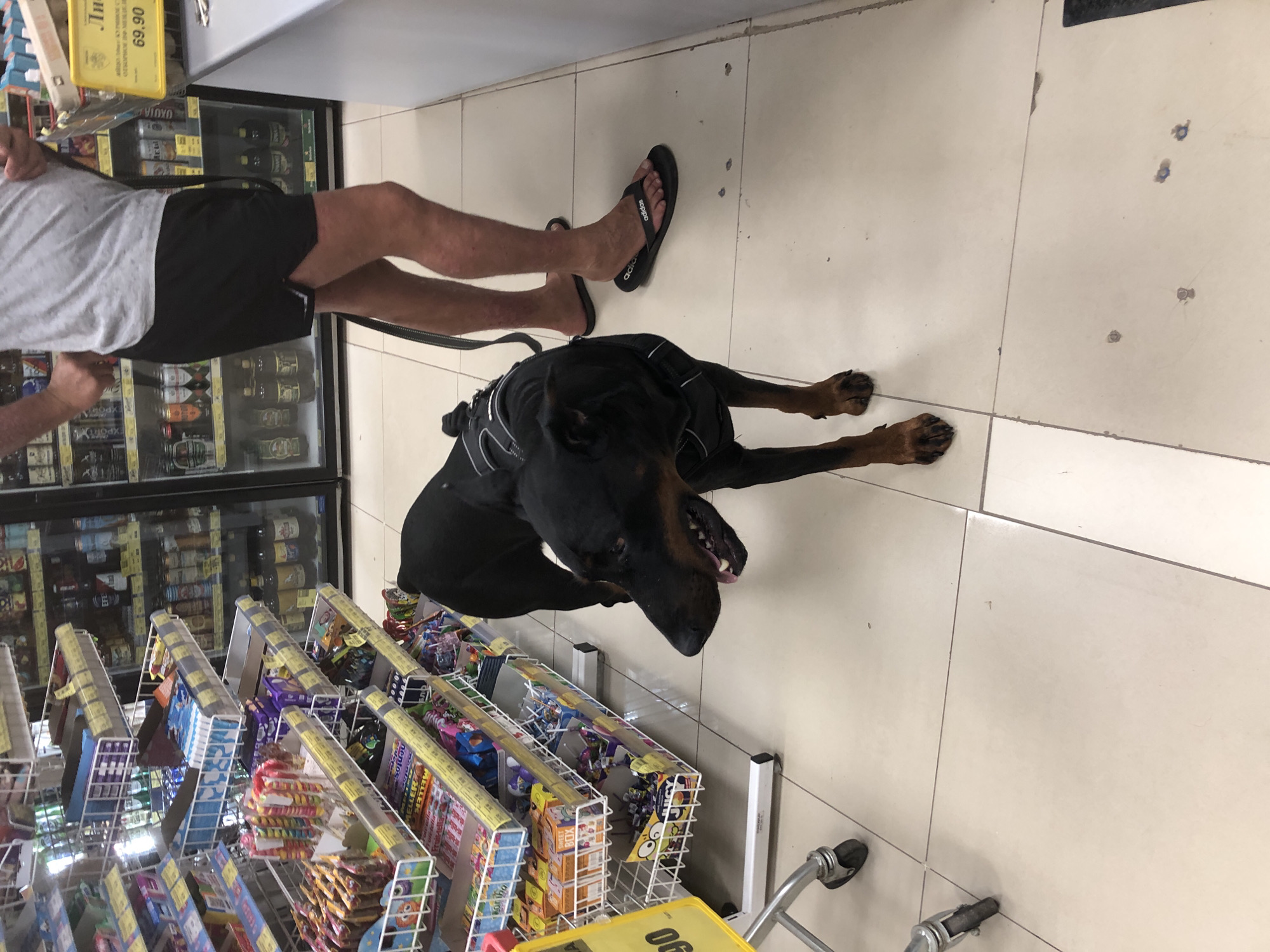 In a grocery store aisle in Solikamsk, Russia, a black Doberman Pinscher is standing on a tiled floor. The dog is wearing a black harness and is looking to the left, with its mouth slightly open. In the background, shelves are stocked with various candies and drinks. To the right of the dog, a person wearing black shorts and a grey t-shirt is visible, with one leg bent and the foot in a black flip-flop. A shopping cart with a yellow sign is partially visible in the foreground to the left. The overall environment suggests a retail setting with goods displayed for sale.