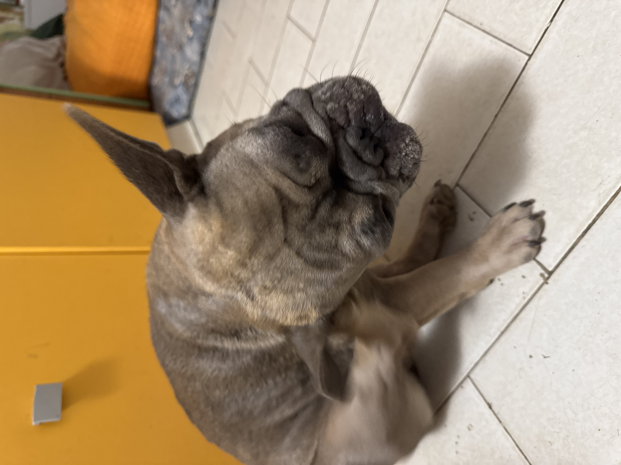A brindle French Bulldog is sitting on a tiled floor and scratching its ear with its hind leg. The dog's head is partially obscured by its leg, but its wrinkled face and upright ears are visible. The background consists of a bright yellow wall with a small grey object attached to it. To the right, there is a blurred view of an orange cushion and a patterned rug. The lighting suggests an indoor setting, potentially a home.