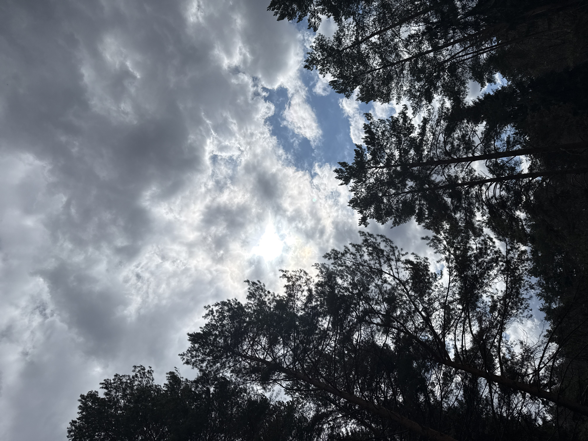 The image displays an upward view into the sky through the dense canopy of tall, dark trees, likely conifers, in a forest in Chaikovsky, Russia. The sky is a dynamic mix of heavy grey and white clouds, with significant patches of bright blue sky visible, particularly in the upper right and central areas. The sun is a prominent feature, appearing as a bright, hazy light source in the upper-middle left, partially obscured by clouds and creating a radiant glow with a subtle lens flare. The trees are silhouetted against the bright sky, their branches and needles forming dark, intricate patterns across the frame, especially along the edges and in the foreground. No people, specific objects, or text are visible. The scene depicts a daytime setting with varied weather conditions, where sunlight attempts to break through a cloudy sky over a wooded landscape.
