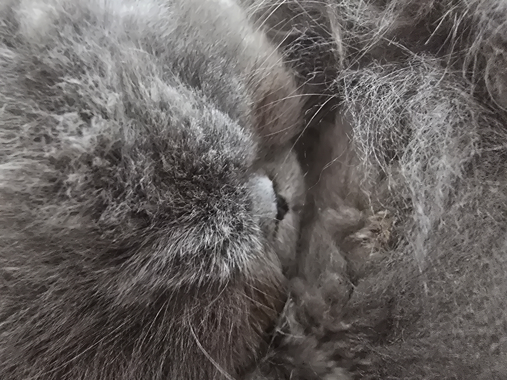 The image shows a close-up of gray fur. The fur is dense and appears soft. There is a small black spot visible amidst the fur. The background is blurry and indistinct, consisting of more of the same gray fur. There is no indication of a location in Aubervilliers, France, nor are there any visible people, objects other than the fur itself, actions, or interactions depicted.