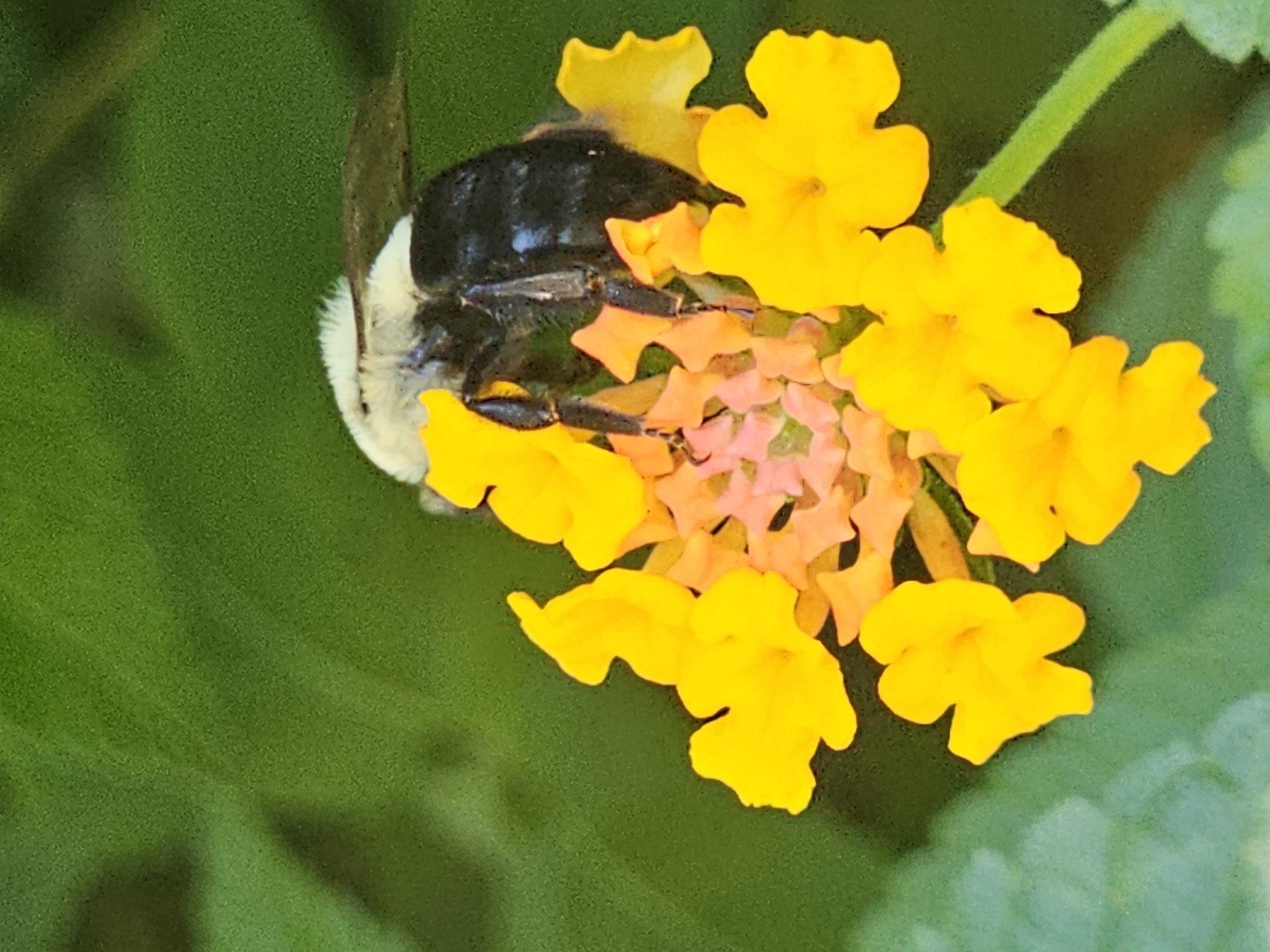 A carpenter bee, characterized by its black abdomen and fuzzy white thorax, is nestled amongst vibrant yellow and pink flowers. The bee is positioned on the upper portion of a cluster of small, tubular flowers, its head obscured as it appears to be feeding or collecting pollen. The surrounding foliage is a soft, out-of-focus green, suggesting a natural outdoor setting. The image has a shallow depth of field, emphasizing the bee and the flowers as the primary subjects. There are no identifiable landmarks or context to specify a location within Marietta, United States.