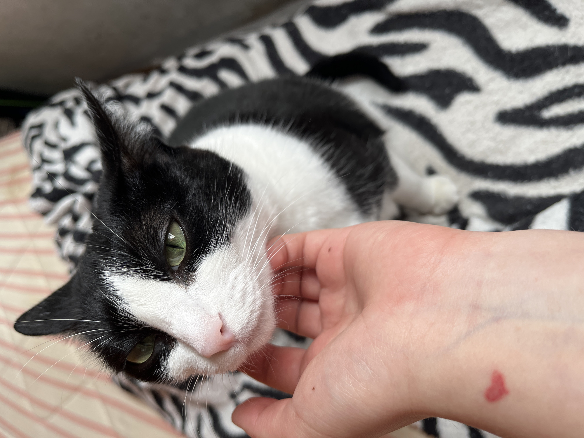 A close-up, eye-level shot captures a black and white cat being petted by a hand. The cat's head is turned to the left, and its green eyes are looking forward. A human hand is gently stroking the cat's chin. On the back of the hand, near the wrist, a small, reddish heart shape is visible. The cat is resting on a black and white zebra-print blanket, and a pink and white striped pattern can be seen in the background. There is no information available about the location in the city of Chaikovsky, Russia.