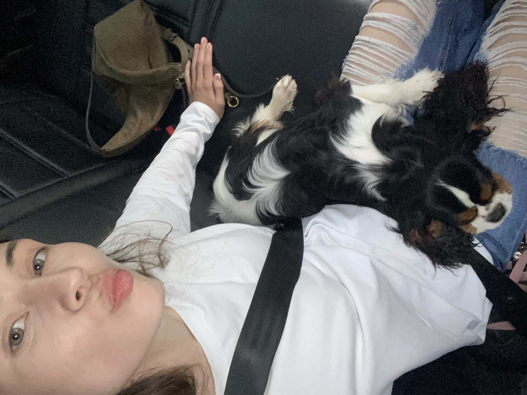 A woman with dark hair and light skin, wearing a white long-sleeved shirt and ripped blue jeans, puckers her lips towards the camera. A black and white Cavalier King Charles Spaniel puppy lies on her lap. A black seatbelt crosses the woman's chest. The background appears to be the interior of a vehicle, with a dark leather seat and a brown bag visible. The scene is captured from a close-up, over-the-shoulder perspective. There is no identifiable information within the image that indicates it is located in Votkinsk, Russia.