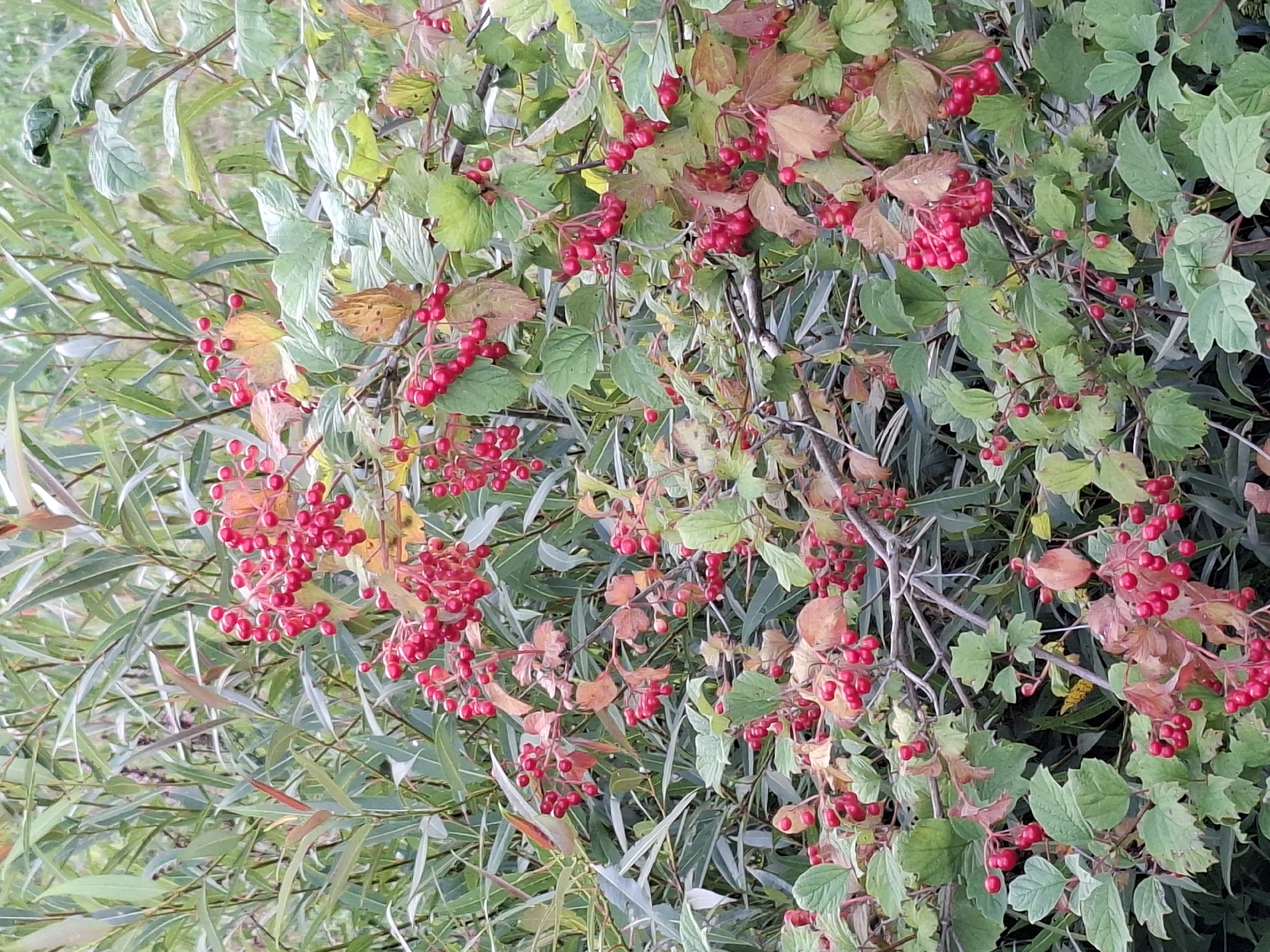 The image displays a close-up view of a shrub with clusters of bright red berries and green leaves, some of which are tinged with red and brown, suggesting autumn. The berries are round and appear to be growing in dense bunches. The background consists of out-of-focus green foliage, possibly other plants or trees, creating a natural, outdoor setting. There are no people or animals visible in the image. The lighting suggests it is daytime, with soft, diffused light. The image was taken in Hochdorf, Switzerland.