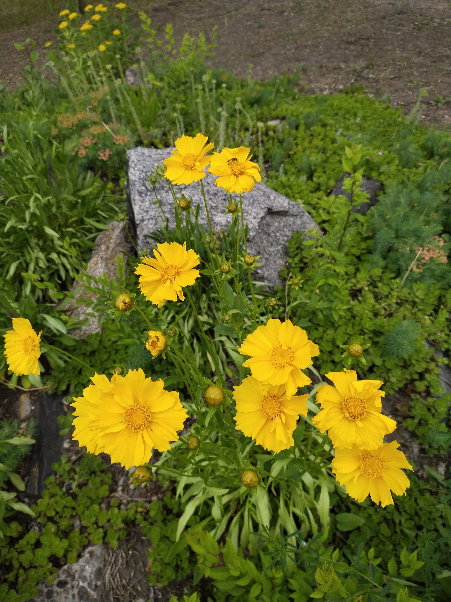 This close-up image showcases a vibrant cluster of yellow Coreopsis flowers in a natural outdoor setting, likely a garden or wild area in Horishni Plavni, Ukraine. The flowers, characterized by their bright yellow petals and distinct yellow centers, are in various stages of bloom; some are fully open, while others are visible as tight, green buds on long, slender stems.
A small black and yellow bee is perched on one of the open flowers in the upper-center, actively engaged in collecting pollen, indicating an ongoing pollination process. The foreground is dominated by these cheerful blossoms, with several prominent flowers capturing attention with their ruffled petals.
Interspersed among the flowering plants and their stems are various types of green foliage, ranging from broad-leaved plants to more delicate, fern-like structures, creating a rich tapestry of greenery. Several weathered, grey rocks are visible, providing a naturalistic anchor to the scene. The background consists of blurred greenery and hints of brown earth, suggesting depth and a broader natural environment.
The lighting indicates a bright daytime setting, possibly under direct sunlight, which enhances the vivid yellow of the flowers and the rich greens of the surrounding plants. The scene evokes a sense of natural beauty and tranquility. No visible text is present in the image.