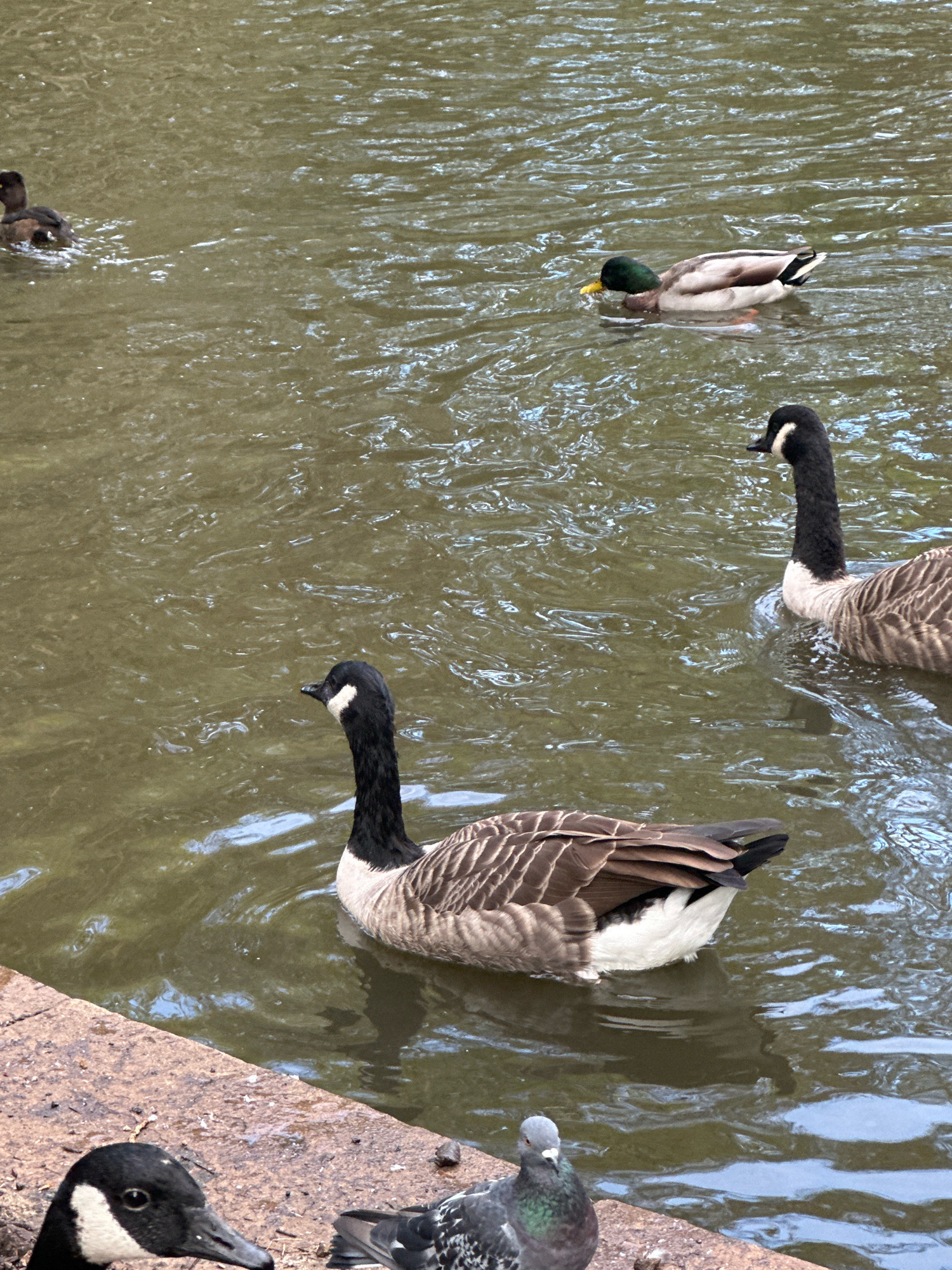 This image depicts a body of water with several birds. In the foreground, a Canada goose is partially visible on the bank, with its head and neck emerging from the water. Further into the water, another Canada goose is swimming. To the right of this goose, a mallard duck is also swimming. In the background, a small dark duckling is present. The water appears murky and rippled, suggesting a natural or park setting. The bank is made of rough, concrete-like material. The image appears to be taken outdoors, possibly in a park in London, United Kingdom, given the presence of Canada geese, which are common in such locations. There are no people visible in the image.