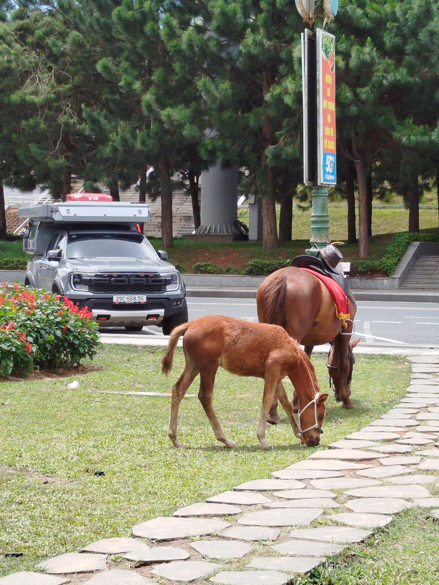 In Da Lat, Vietnam, a gray Ford pickup truck with a camper shell on top is parked on the right side of a paved road. In front of the truck, to the left, is a bush with red flowers. On the grassy area to the right of the truck, two horses are grazing. One is a larger brown horse with a red saddle blanket and a hat resting on its back. The other is a smaller, lighter brown horse or foal. A stone pathway runs diagonally across the foreground of the image. Pine trees and a signpost are visible in the background. The sky is clear and the lighting suggests it is daytime.
