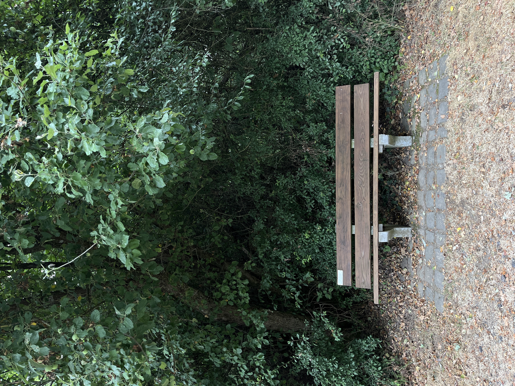 The image shows a wooden park bench with a metal plaque on the left side, set against a backdrop of dense green foliage. The bench has three wooden slats for the seat and back. It rests on two concrete supports. The ground in front of the bench is covered with dry leaves and a paved pathway of small grey stones. The foliage behind the bench is thick and overgrown, suggesting a natural or park-like setting. The lighting suggests it is daytime. The image does not contain any people or evidence of recent activity. The location is identified as the city of Saint-Vith, Belgium.