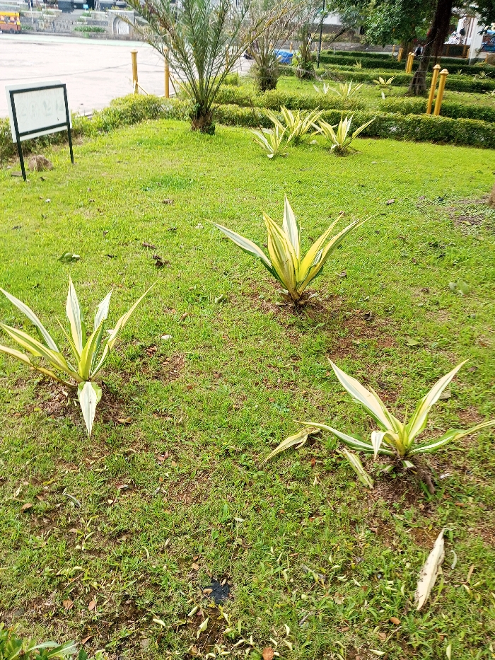 The image depicts a landscaped green space within a park or garden in Daringbadi, India, under daylight conditions. The foreground features mown green grass with scattered dry leaves. Three prominent variegated plants, characterized by stiff, sword-shaped leaves with green and yellow stripes, are individually rooted in the turf in the lower half of the frame. In the midground, additional variegated plants are arranged in clusters and a row, bordered by clipped green shrub hedges. Several immature palm trees and multiple yellow-painted wooden posts are visible throughout the midground. To the left, a rectangular white sign mounted on two dark posts stands on the grass. The background reveals a wide, light-colored paved area, possibly a plaza or road, with a yellow bus and other indistinct structures in the far distance. No individuals are clearly visible.
