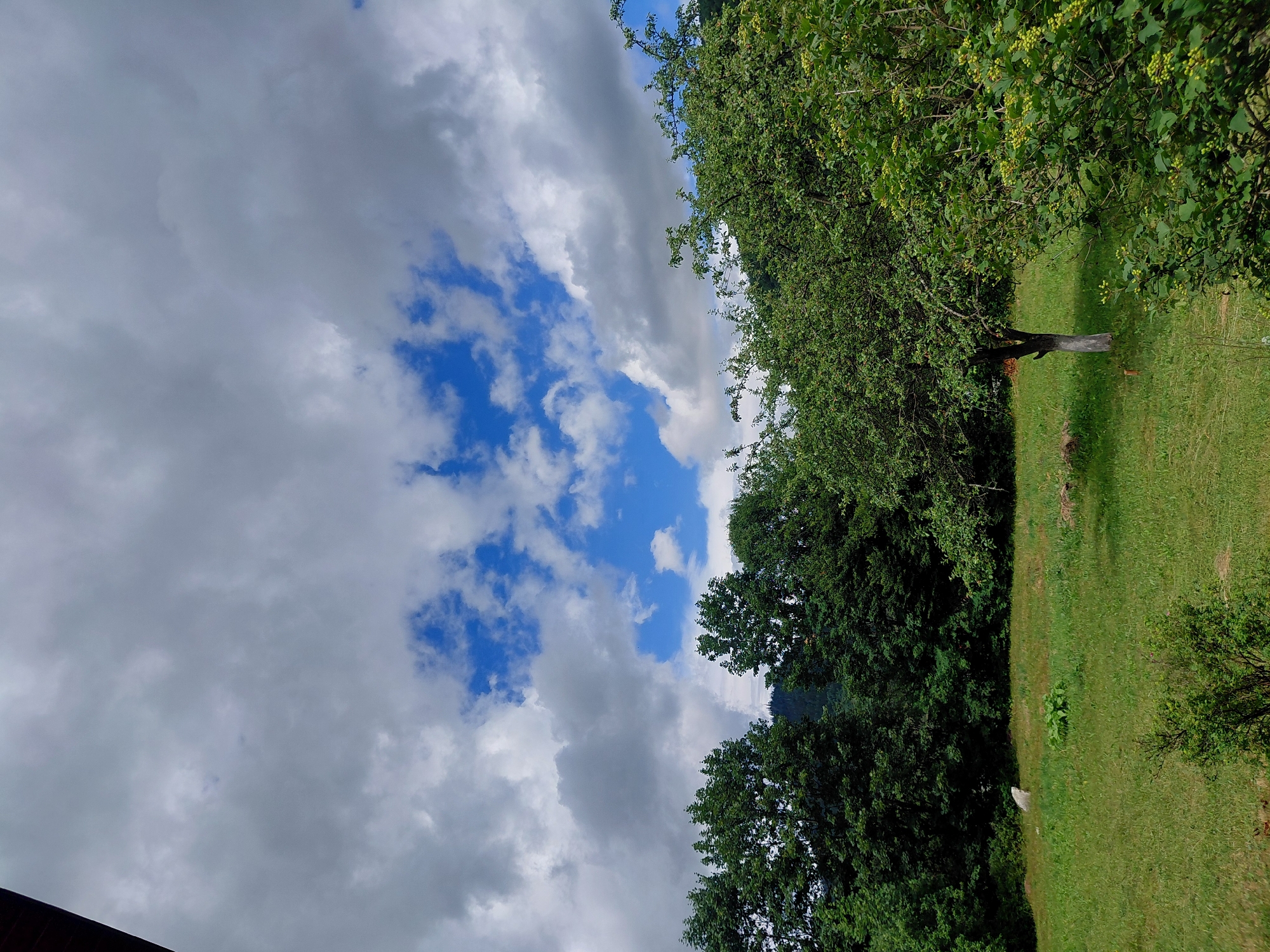 The image depicts a lush green meadow with scattered trees and bushes under a partly cloudy sky. In the foreground, to the right, is a dense bush with small yellow berries. A slender, leafless tree with a white-trunked base stands in the middle of the meadow. To the left of this tree, a large rock is visible in the grass. In the background, a dense forest of green trees stretches across the landscape, with a hint of mountains in the distance. The sky is a mix of grey clouds and patches of bright blue. There are no people visible in the image. The scene suggests a natural, rural setting. There is no identifiable information in the image to suggest it is located in Chernyk, Ukraine.