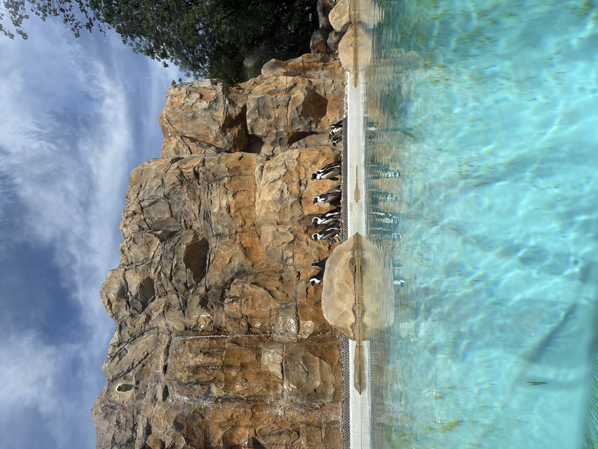 The image shows a group of penguins gathered on a rocky ledge next to a bright blue pool. The penguins are mostly black and white, with some standing and others appearing to be lying down. They are positioned on different levels of the rock face. The rock formation is rugged and appears to be artificial, designed to mimic a natural environment. The pool water is clear and reflects the sky, with ripples visible on the surface. The sky above is a pale blue with wispy white clouds, suggesting it is daytime and the weather is likely fair. Some green foliage from trees is visible at the top of the image, indicating the presence of vegetation nearby. The overall setting appears to be an outdoor enclosure, possibly at a zoo or wildlife park, designed to provide a habitat for penguins. The penguins are calmly resting, with no specific activity or event taking place other than their general presence in their environment. There is no visible text in the image.