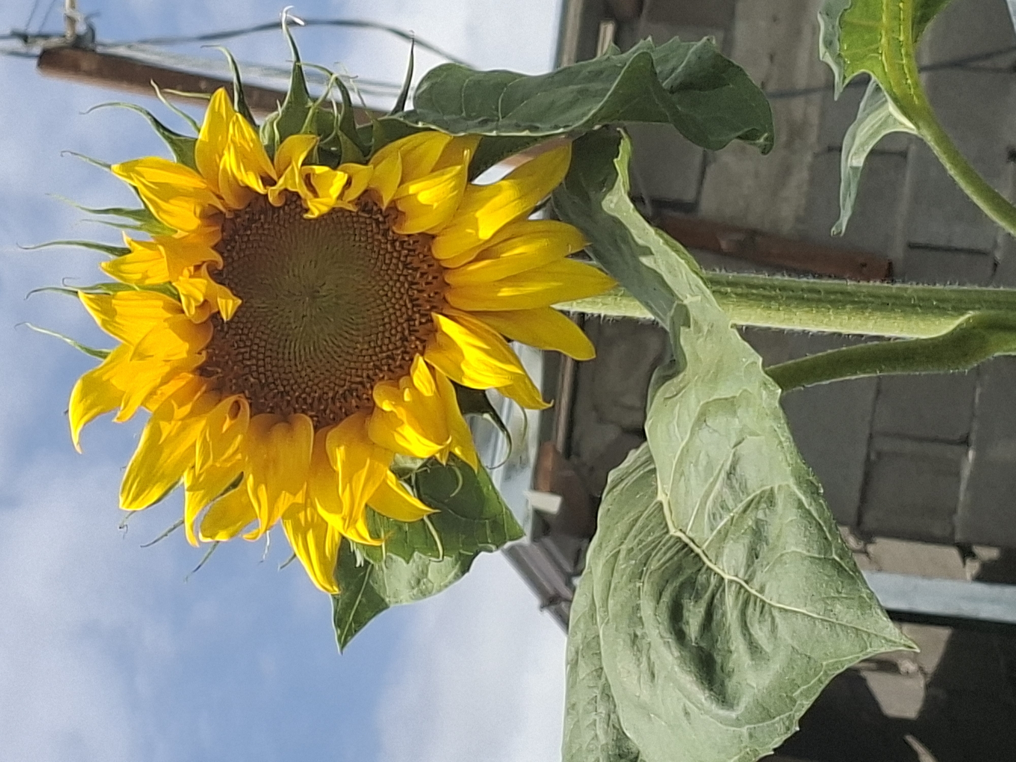 A close-up, eye-level, outdoor photograph captures a single sunflower against a bright blue sky with scattered clouds. The sunflower's face, predominantly yellow with a brown center, faces slightly to the left of the frame. Large, green leaves with visible veins extend from the thick, fuzzy stem. In the background, out of focus, are a gray brick wall and what appears to be a rooftop with a dark metal edge. A thin, vertical, brown pole with wires is visible to the right of the sunflower. The scene is consistent with a backyard or garden setting in Tbilisi, Georgia.