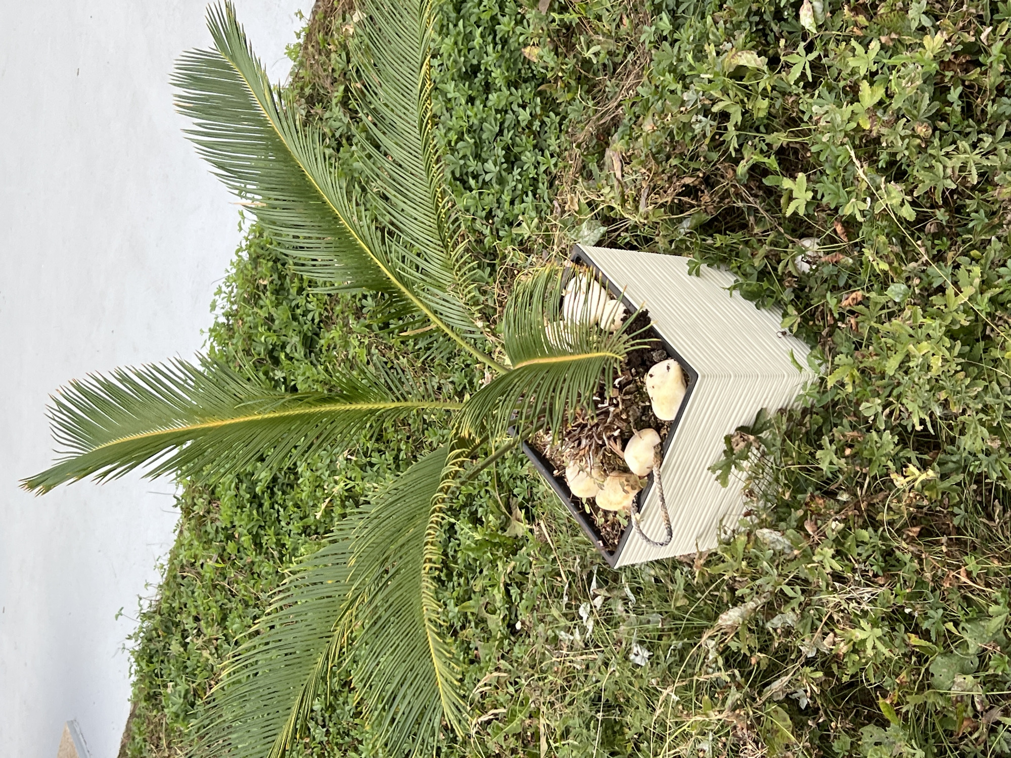 A medium shot captures a young Sago palm plant in a square, ribbed, light-colored planter. The planter is placed outdoors on the ground, surrounded by lush green ground cover and some dry, brown vegetation. The Sago palm has several green fronds that arch outwards, with yellow accents along the central veins. A few smooth, light-colored stones are visible in the soil within the planter, and a braided cord handle is attached to the planter's side. In the background, a light-colored surface, possibly pavement or a wall, is visible. The scene appears to be a garden or an outdoor decorative area in Fontanka, Ukraine. There are no people or animals present in the image.