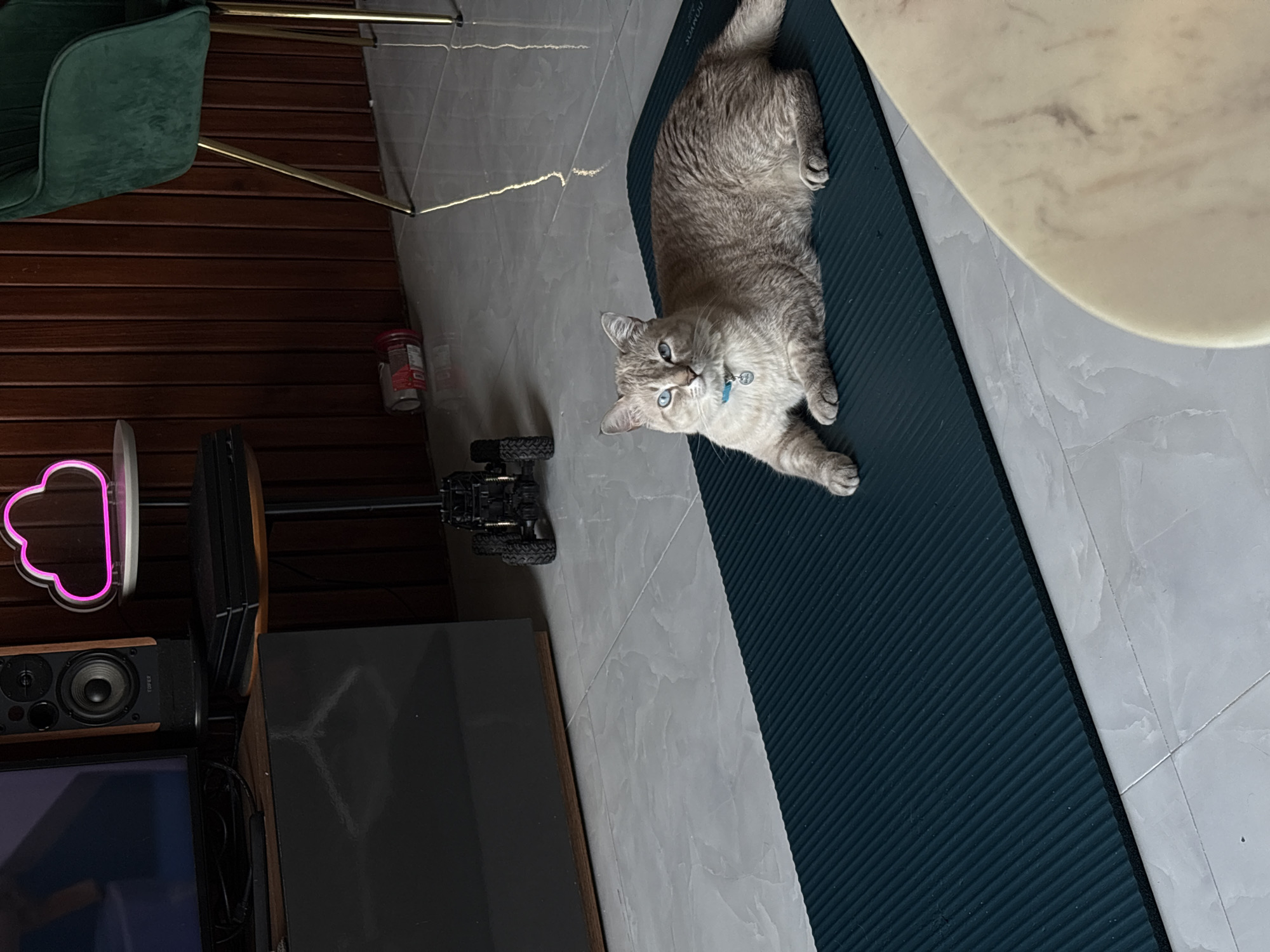 An indoor scene in Choeng Thale, Thailand, features a light grey and tan cat with striking blue eyes, prominently positioned on a dark teal yoga mat. The cat, appearing to be a Lynx Point Siamese or similar breed, wears a light blue collar with a small tag and is looking directly at the camera with an attentive expression.
The ribbed yoga mat, subtly branded "SAYYOU," extends diagonally across a light grey tiled floor. To the left, a dark brown slatted wooden wall serves as a backdrop for a partial view of a green velvet chair with golden legs. Below the chair, a red container and a black toy car with visible wheels are situated on the floor. Further left, a vibrant pink cloud-shaped neon light illuminates the area near a black Edifier speaker and a television screen.
In the upper right portion of the frame, a cream-colored, possibly marble-topped, oval table with grey veining is partially visible. The scene is brightly lit, suggesting daytime conditions. The photograph is captured from a slightly elevated, downward-angled perspective, showcasing a modern and comfortable living space.